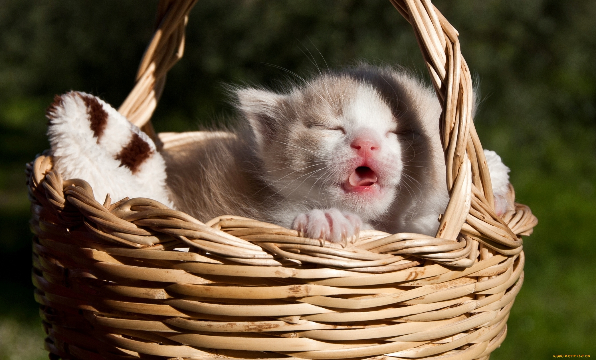 животные, коты, котёнок, корзинка
