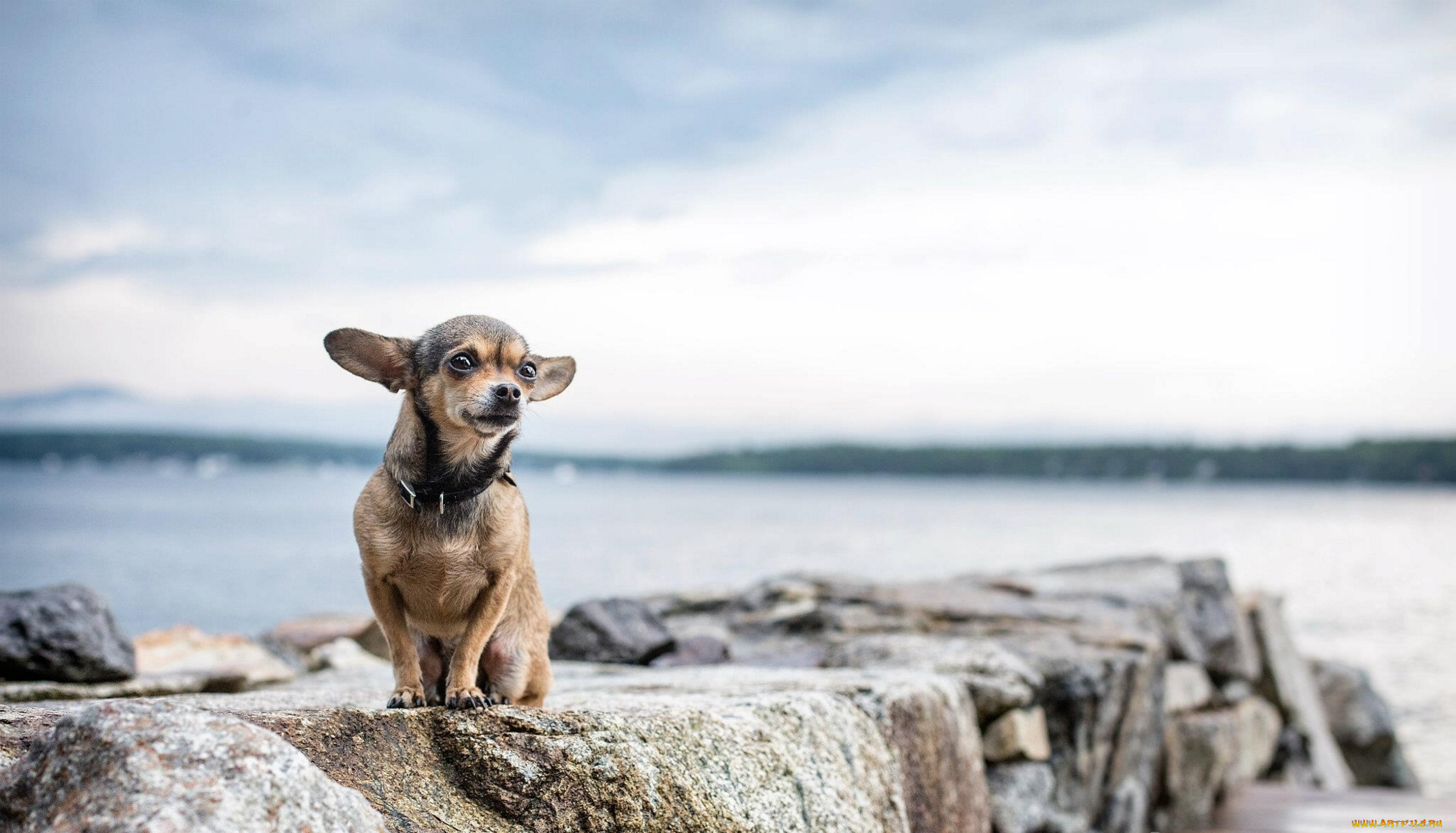 животные, собаки, пёсик