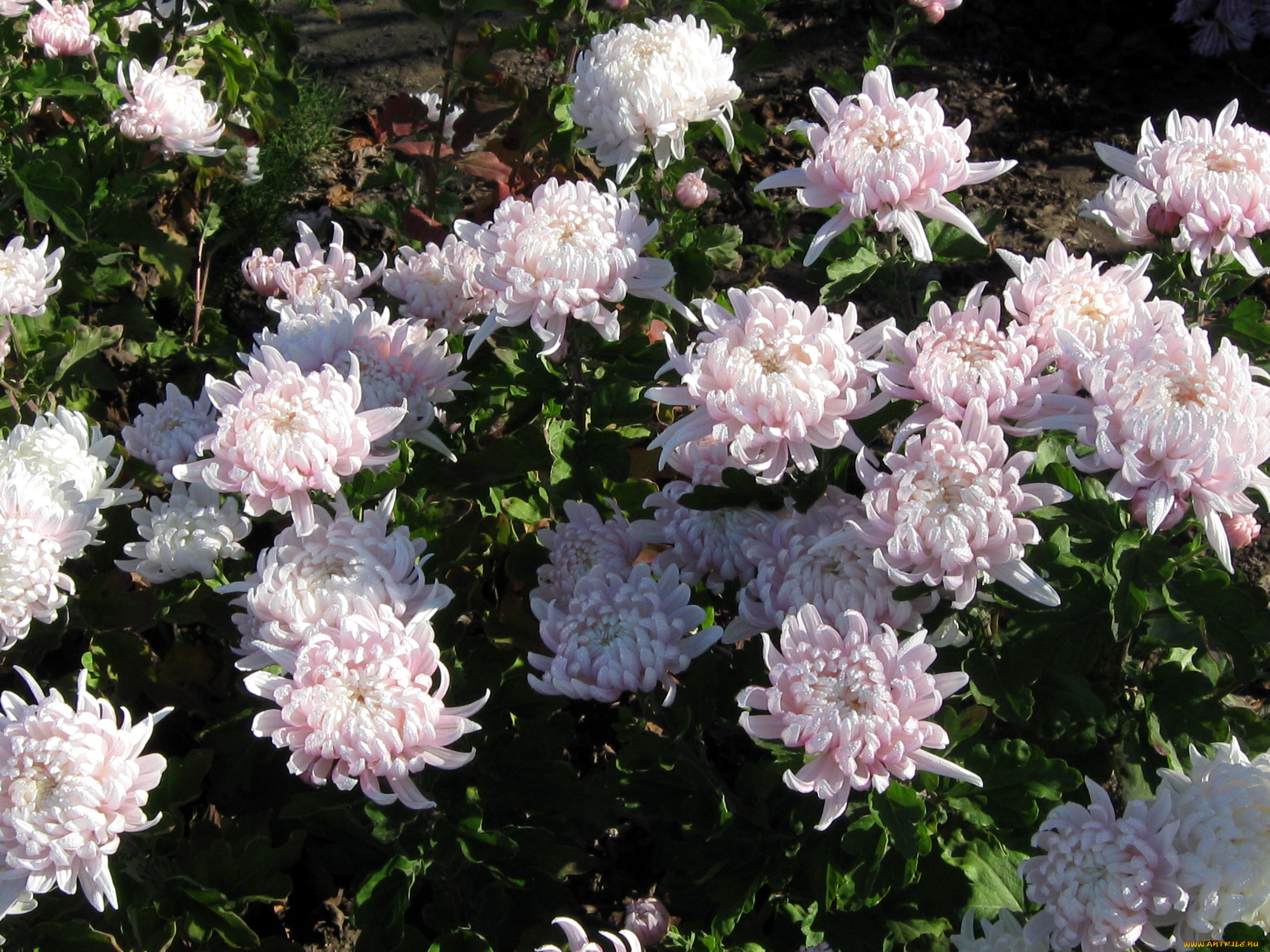 цветы, хризантемы