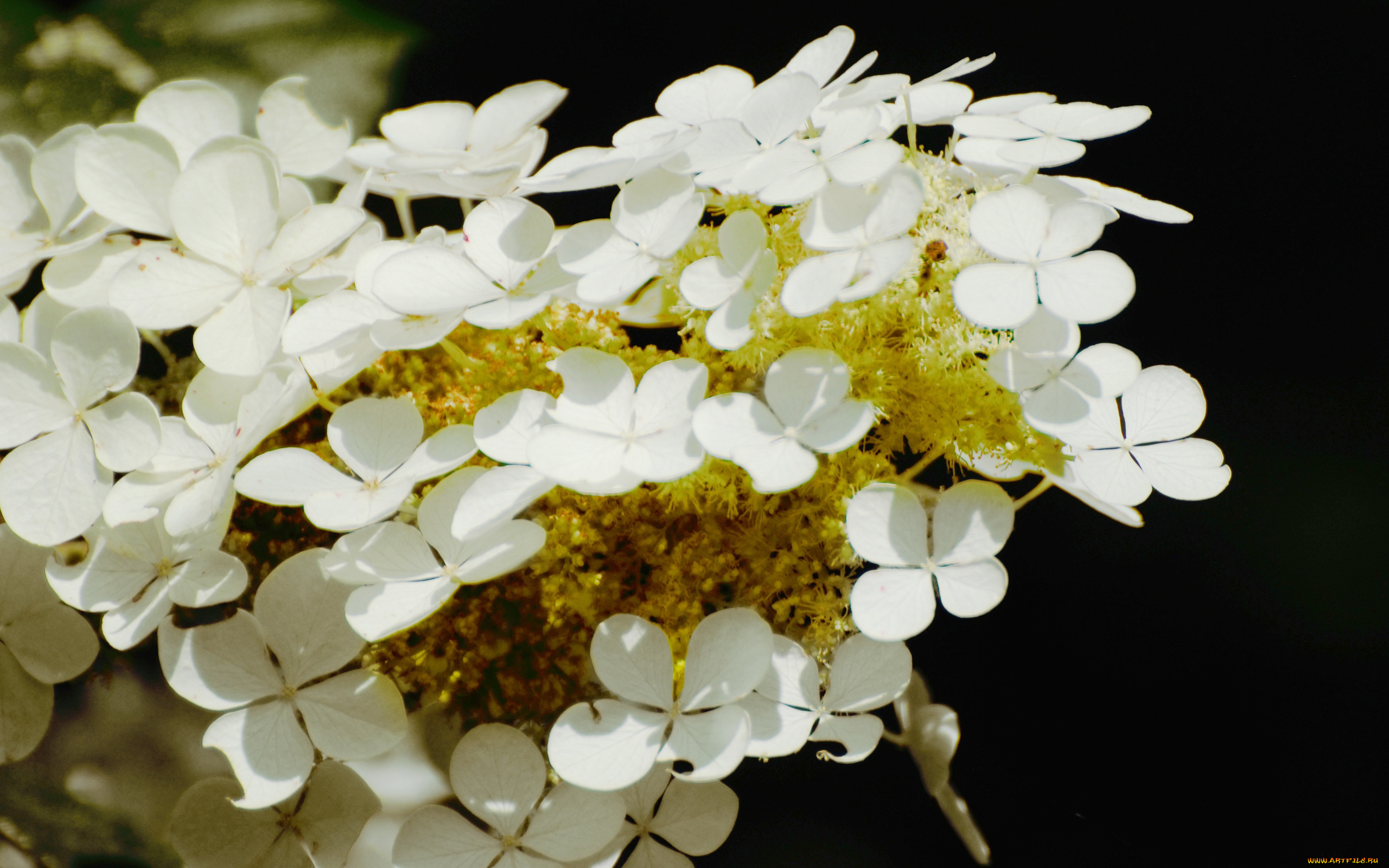 цветы, гортензия, белый