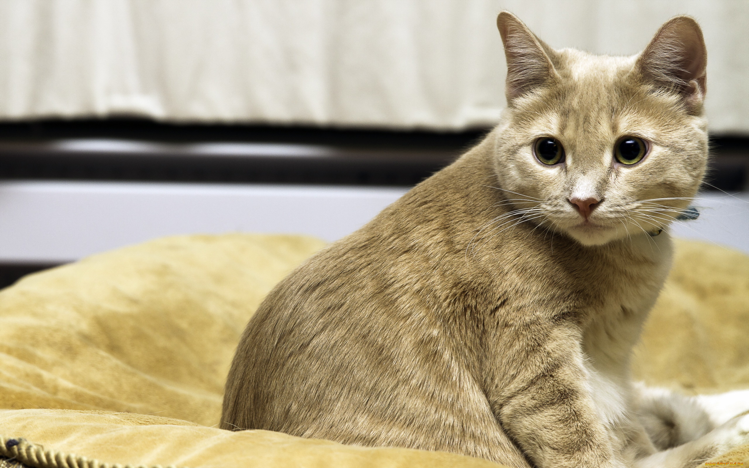 животные, коты, кошка, взгляд, фон