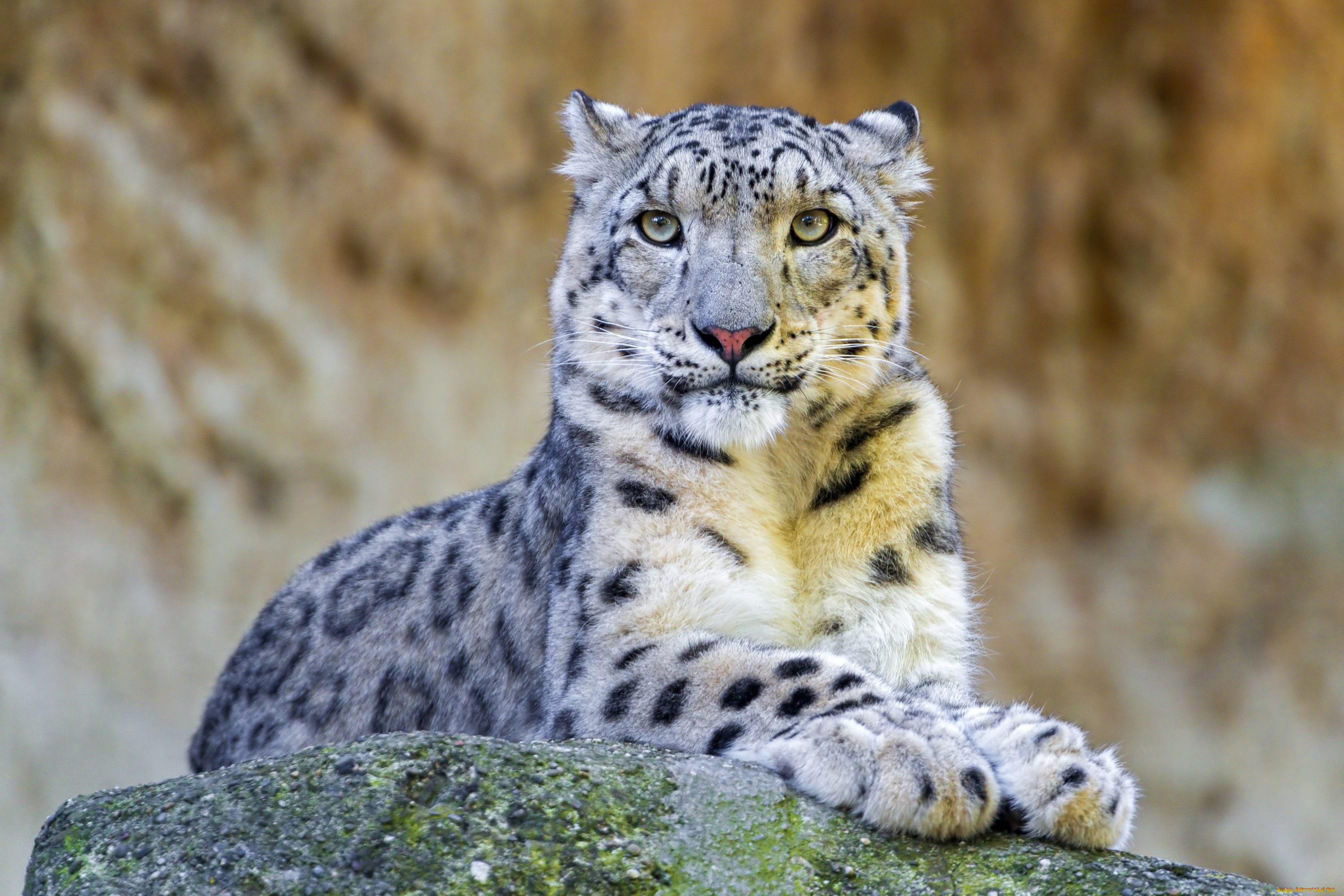 животные, снежный, барс, ирбис