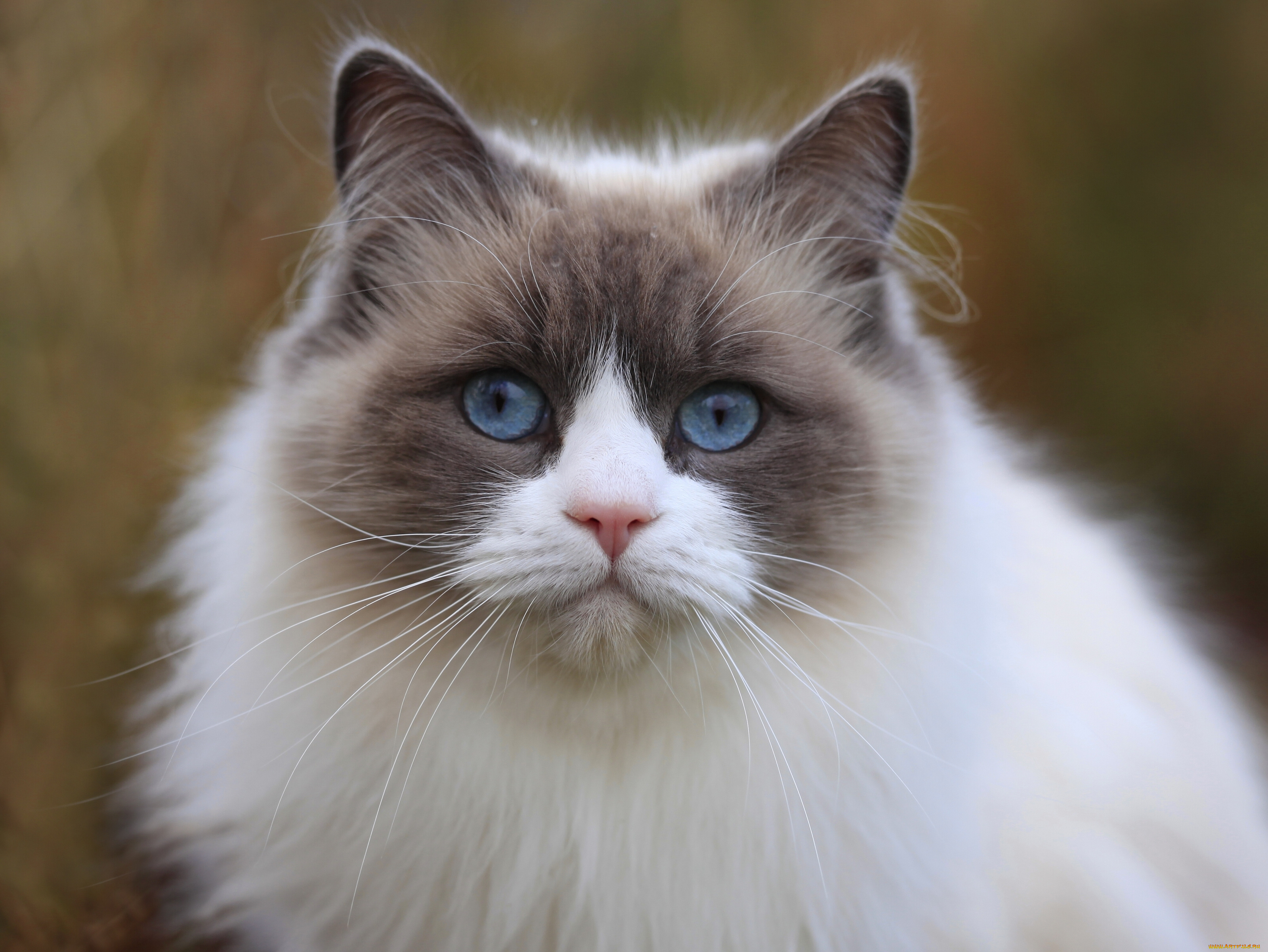 животные, коты, киска, взгляд