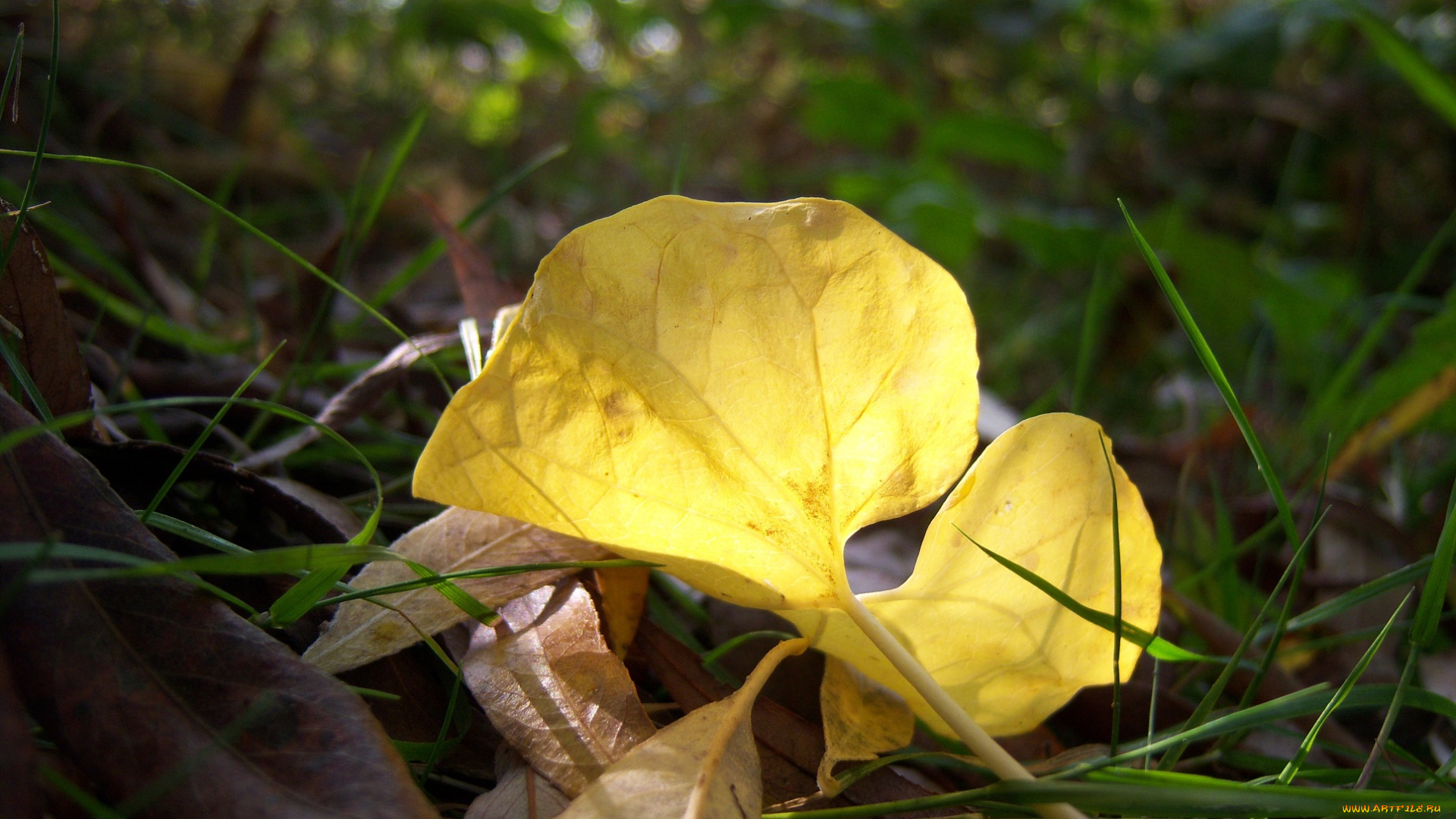 природа, листья, листок, трава, солнце