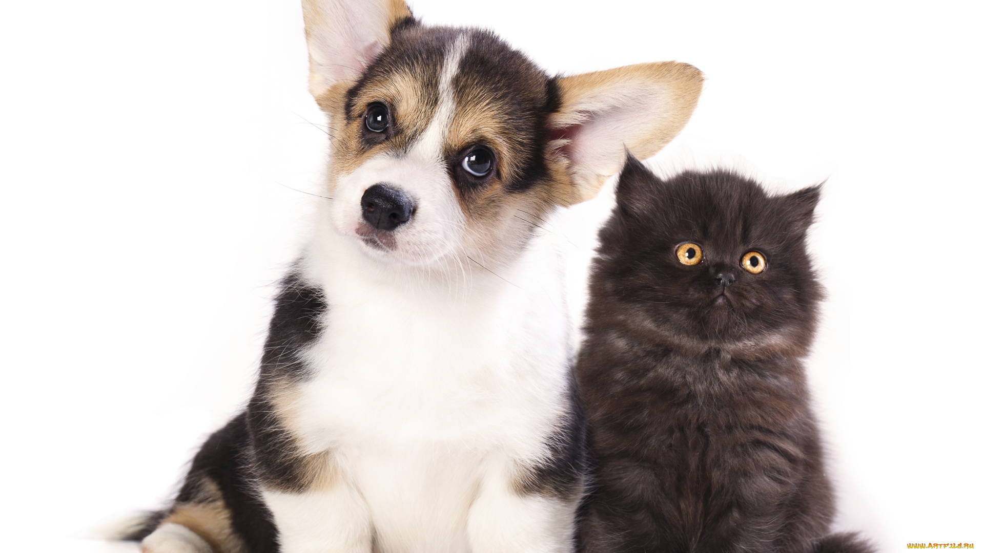 животные, разные, вместе, фон, белый, малыши, щенок, котенок