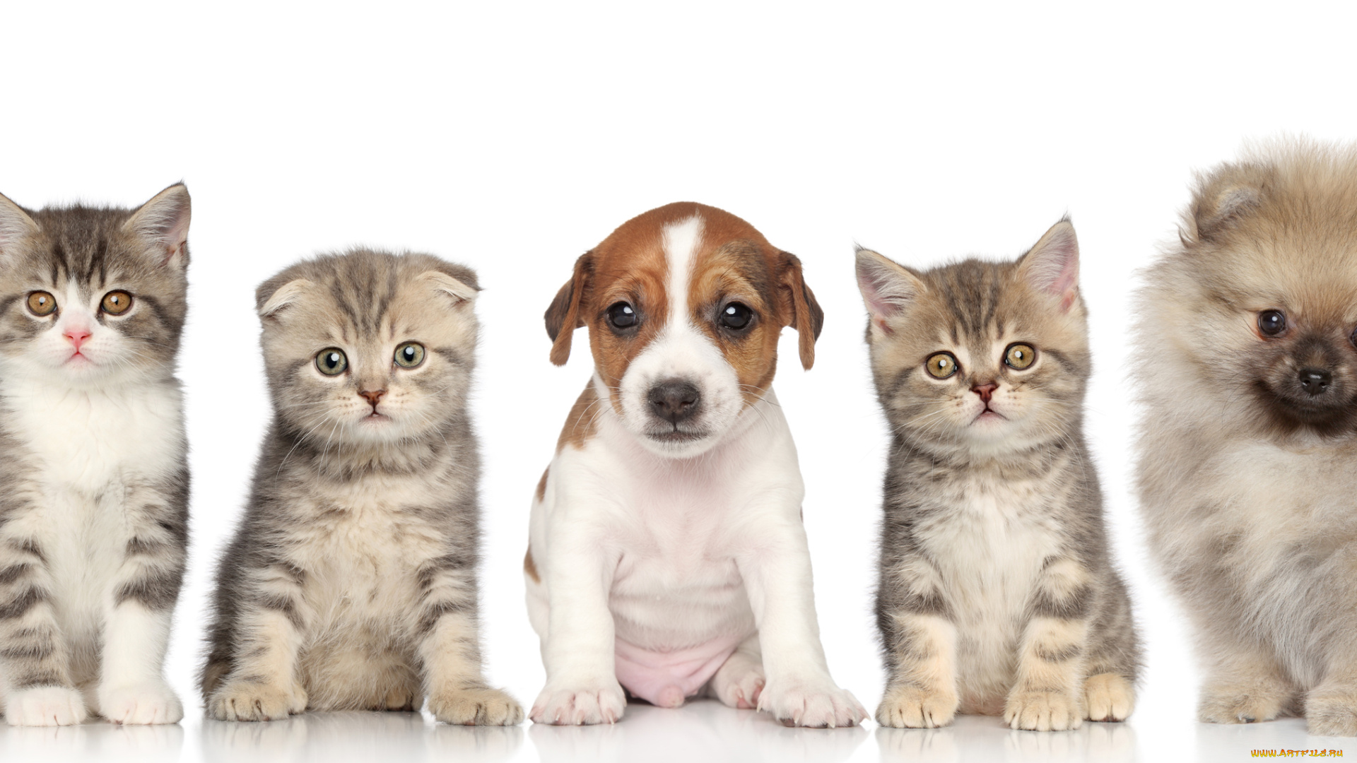 животные, разные, вместе, малыши, щенки, котята