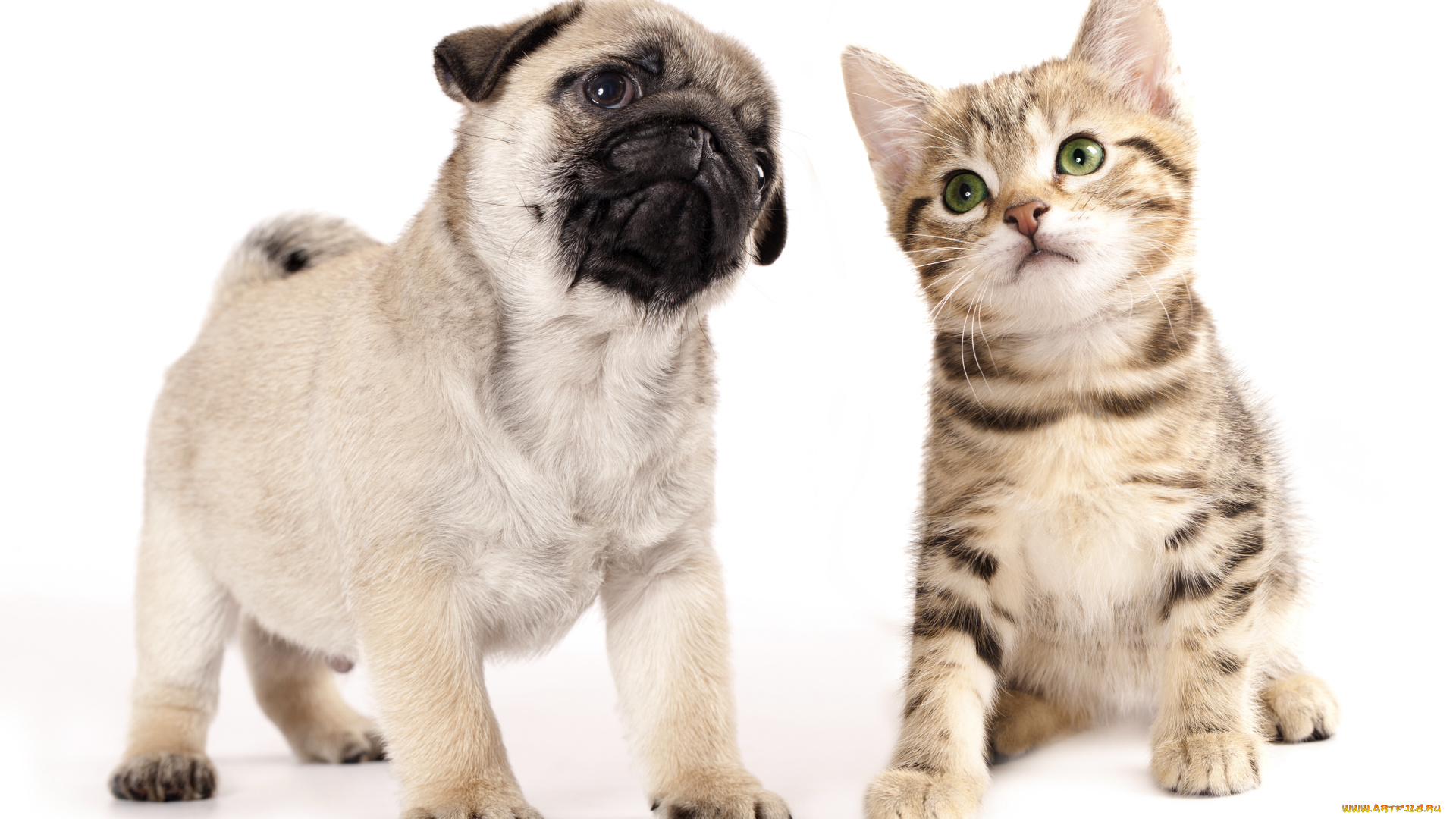 животные, разные, вместе, малыши, щенок, котенок