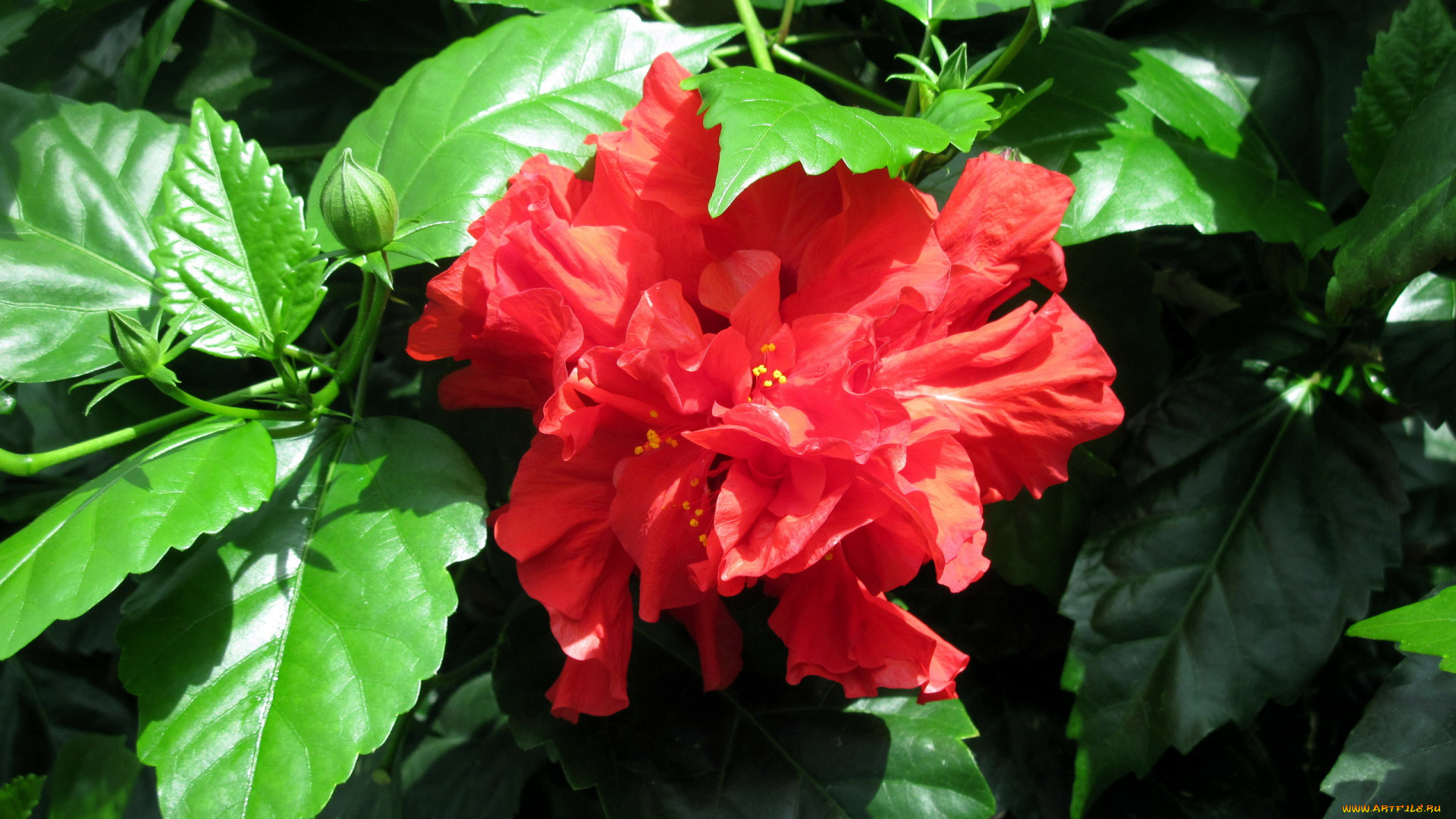 цветы, гибискусы, алый