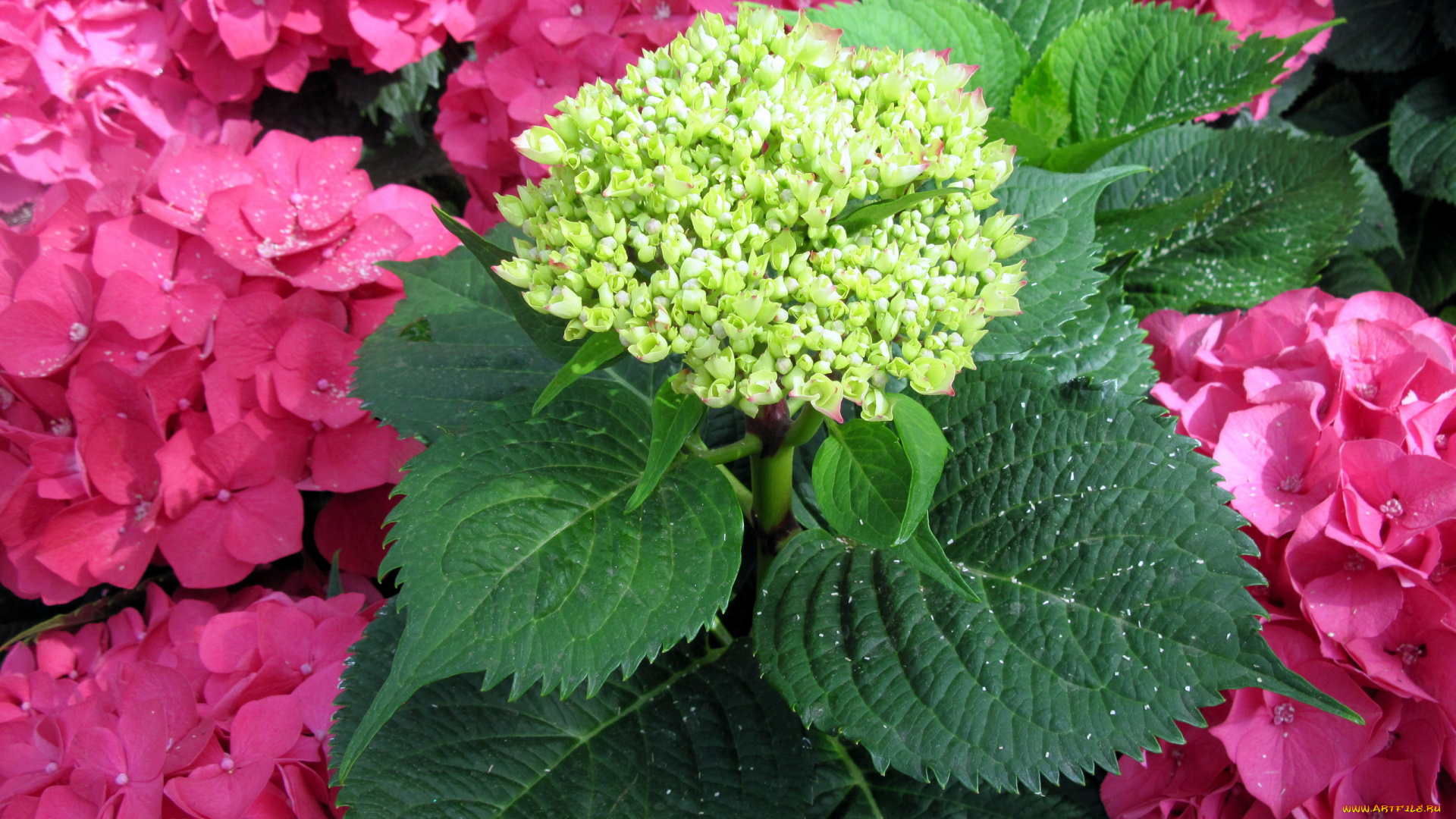 цветы, гортензия, розовый, бутоны