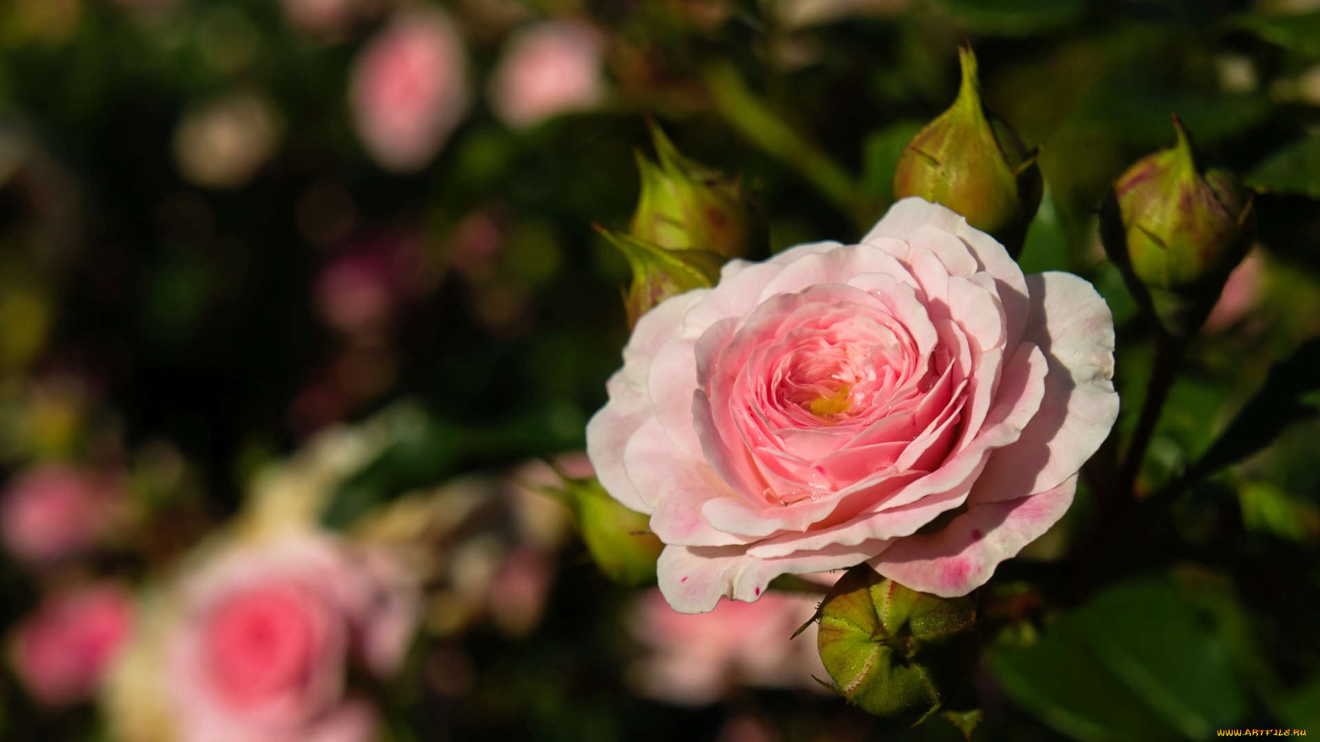 цветы, розы, капли, розовый, роза, бутоны