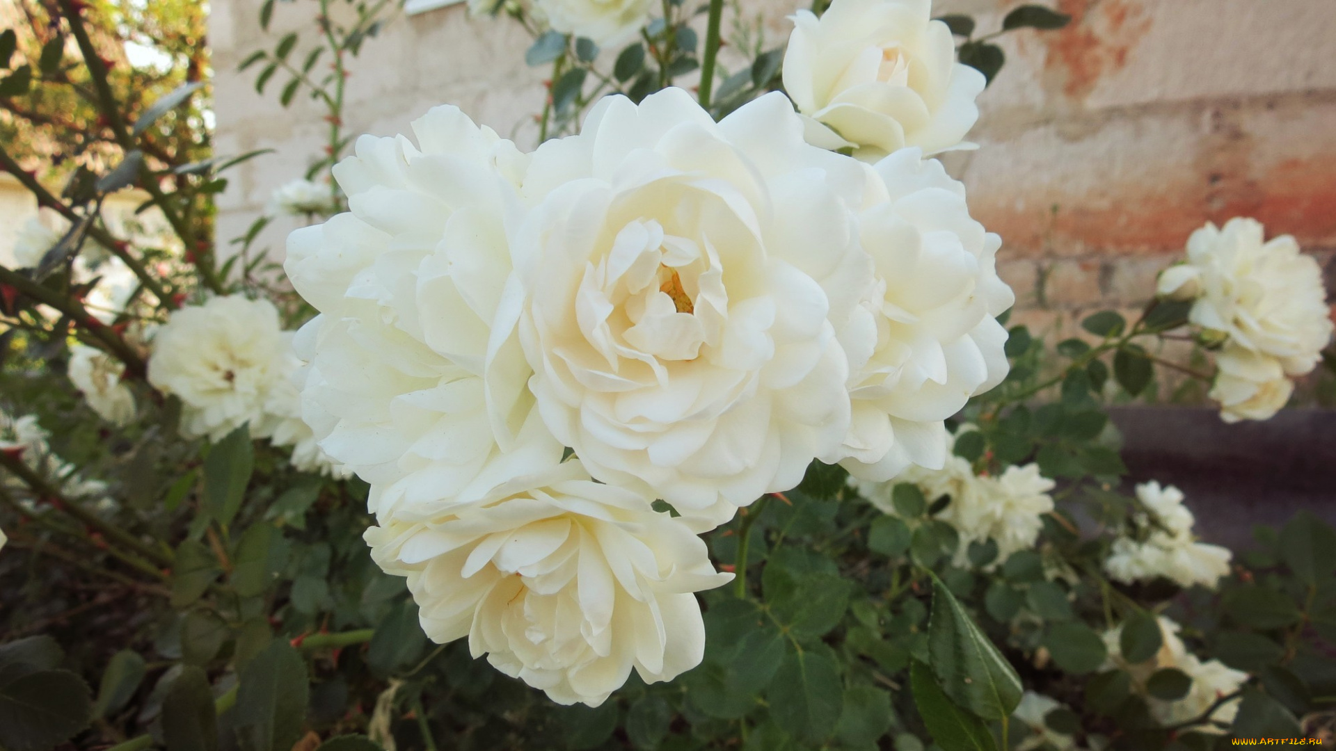 цветы, розы, обои, зелень