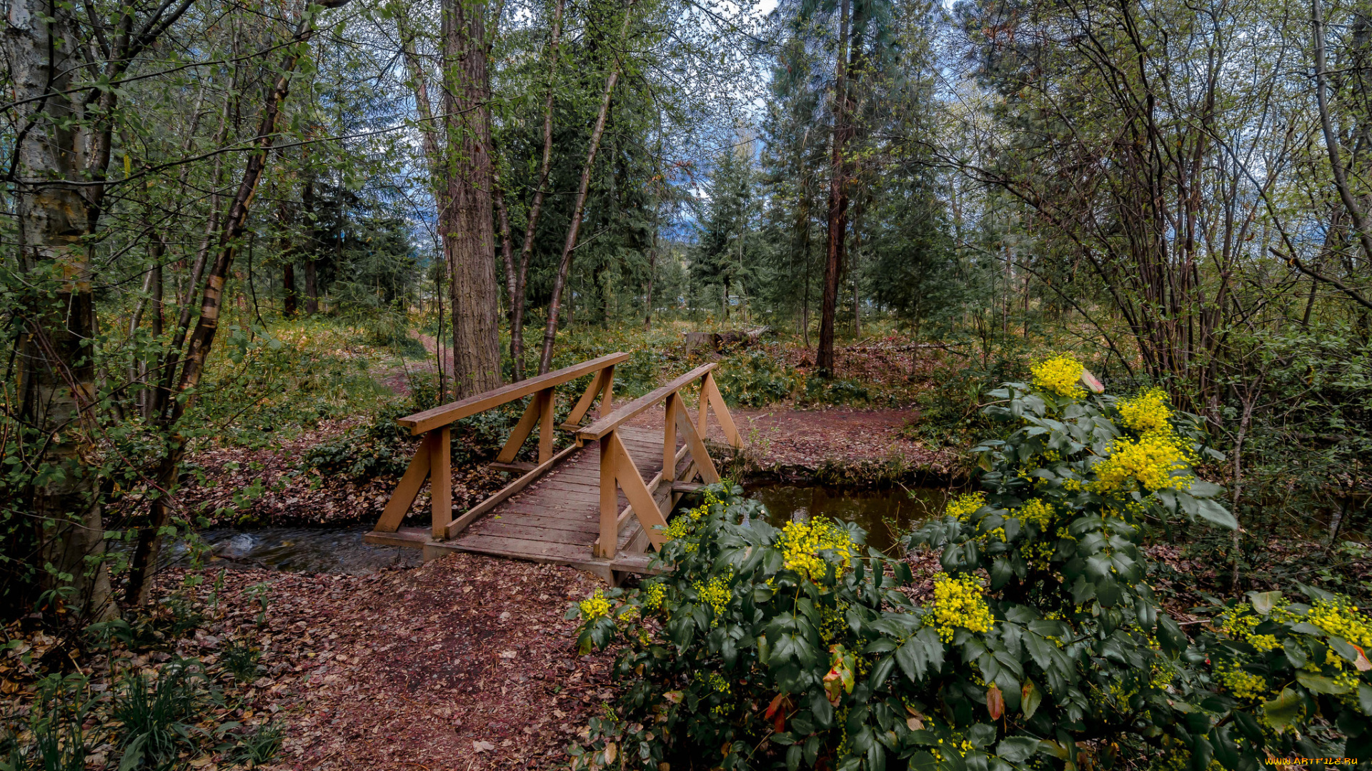 природа, дороги, мостик, ручей, лес