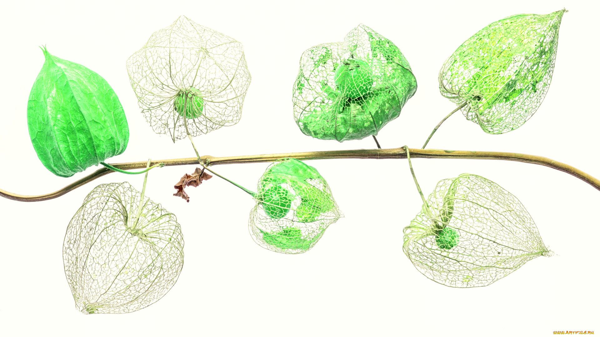 природа, Ягоды, прожилки, физалис