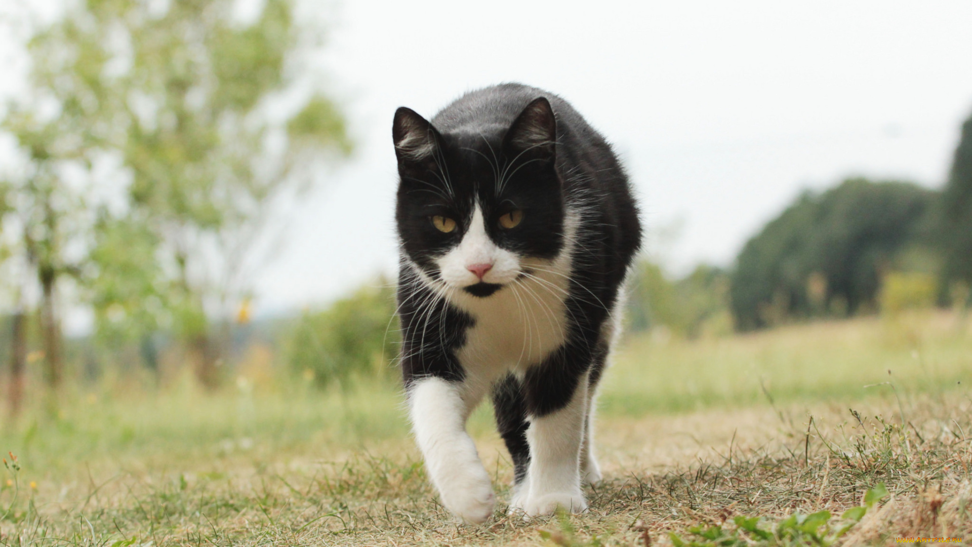 животные, коты, киса, ушки, усы, взгляд, коте