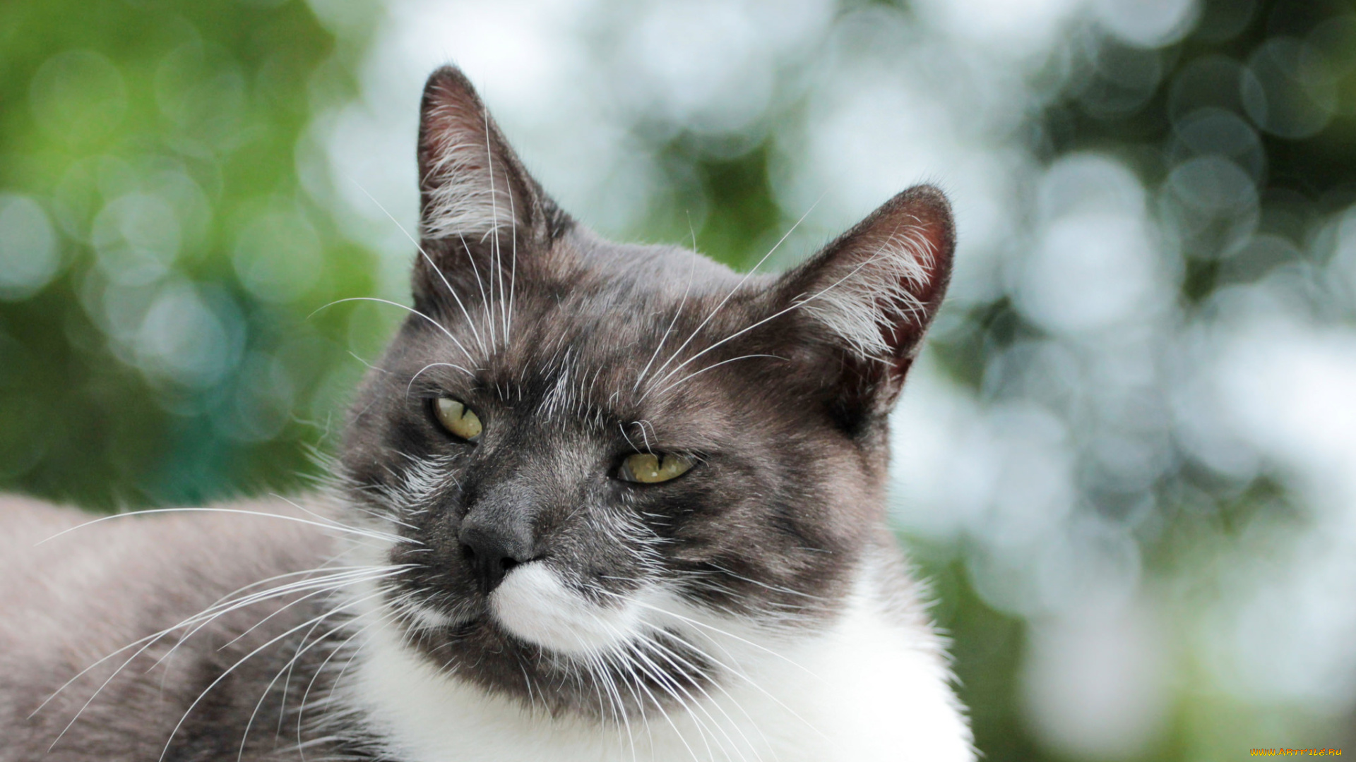 животные, коты, коте, киса, фон, взгляд, ушки, кошка, кот