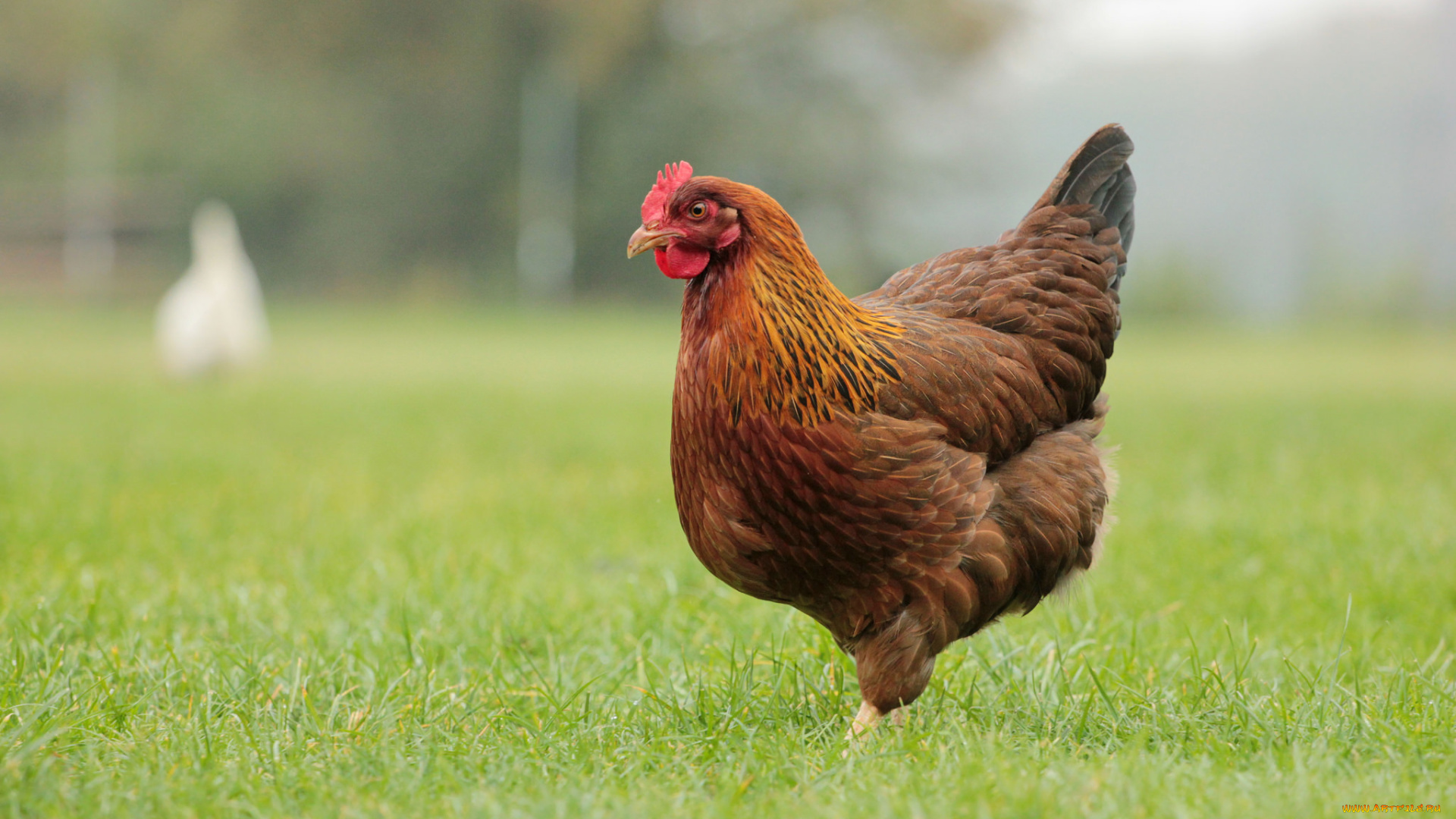 животные, куры, , петухи, курица