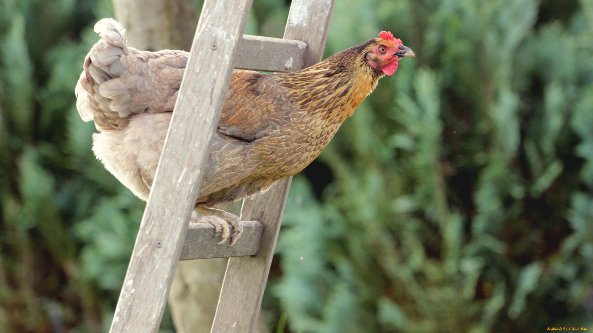 животные, куры, , петухи, лестница, курица