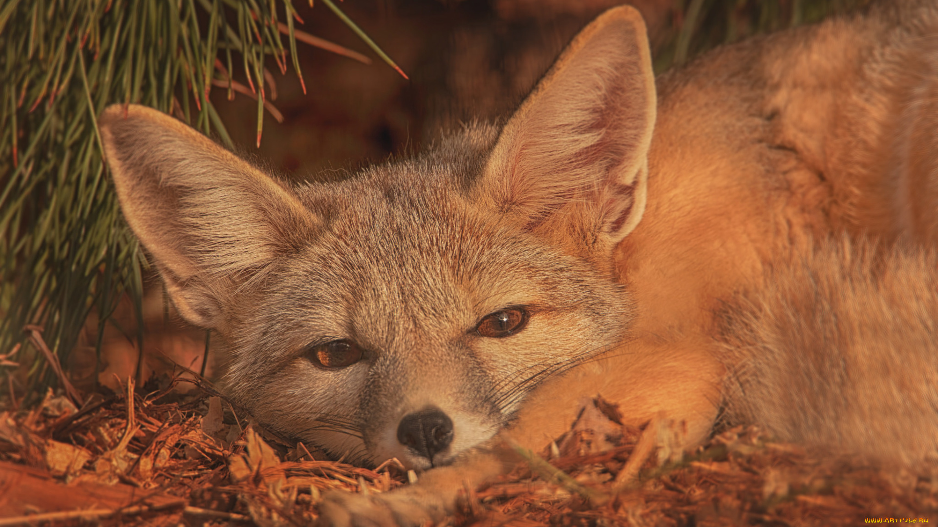 животные, лисы, американская