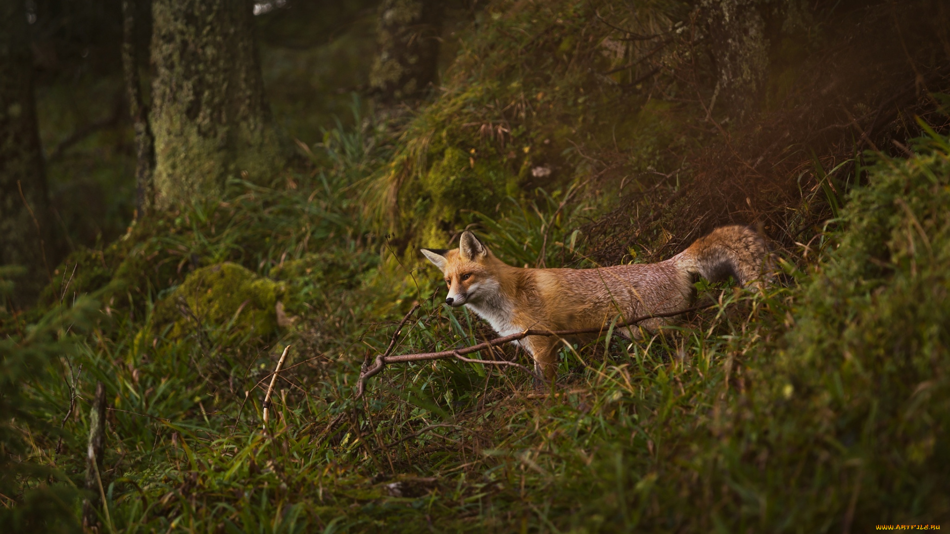 животные, лисы, природа, лес, хищник, лиса