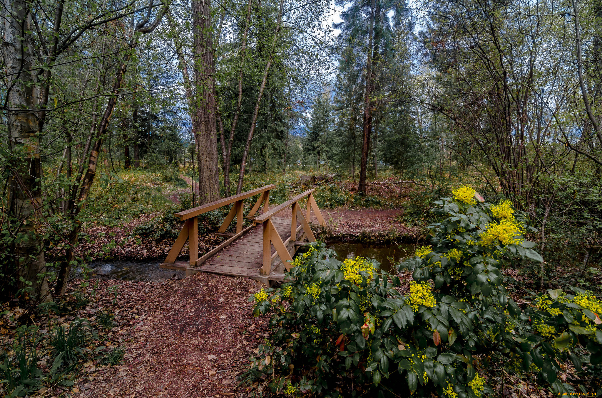 природа, дороги, мостик, ручей, лес