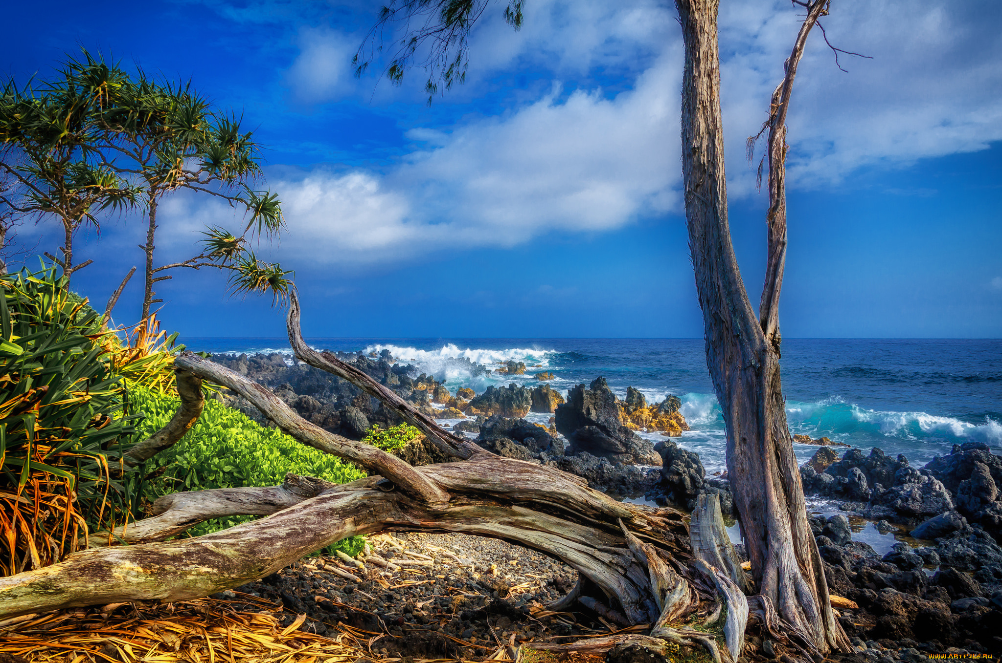 природа, тропики, река, лес