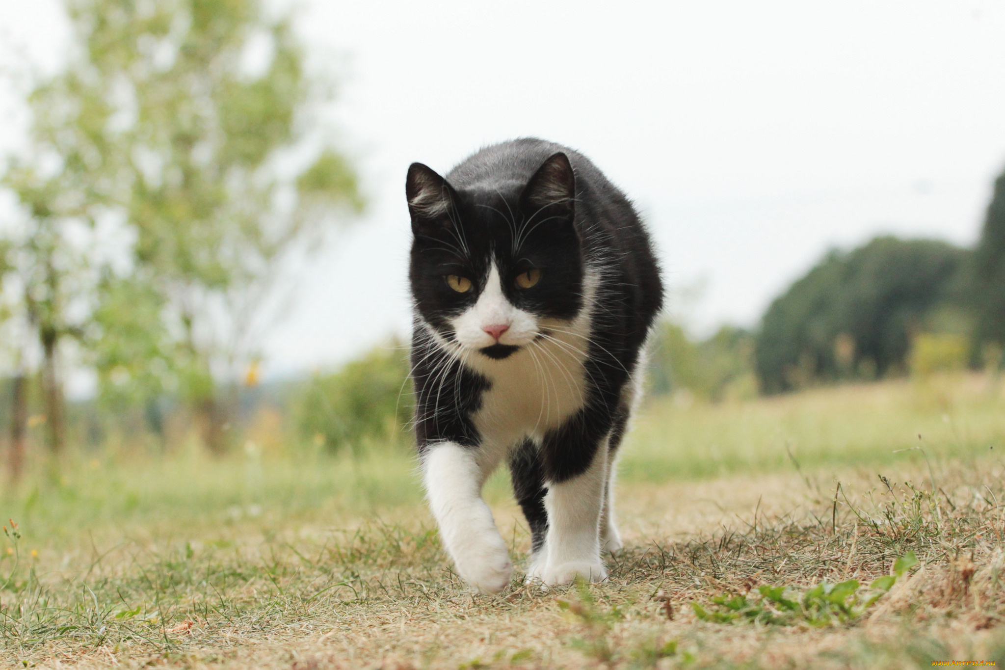 животные, коты, киса, ушки, усы, взгляд, коте