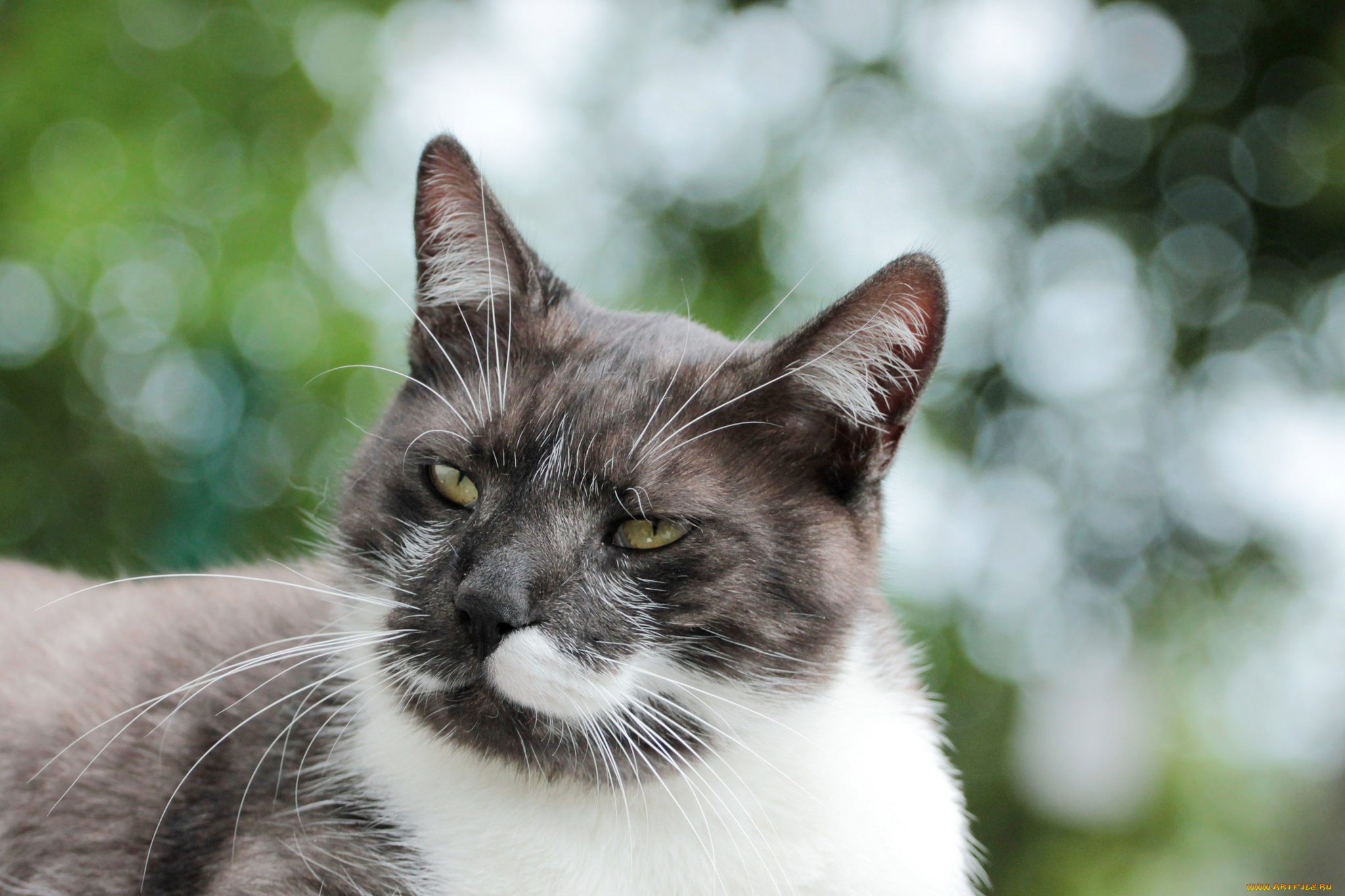 животные, коты, коте, киса, фон, взгляд, ушки, кошка, кот