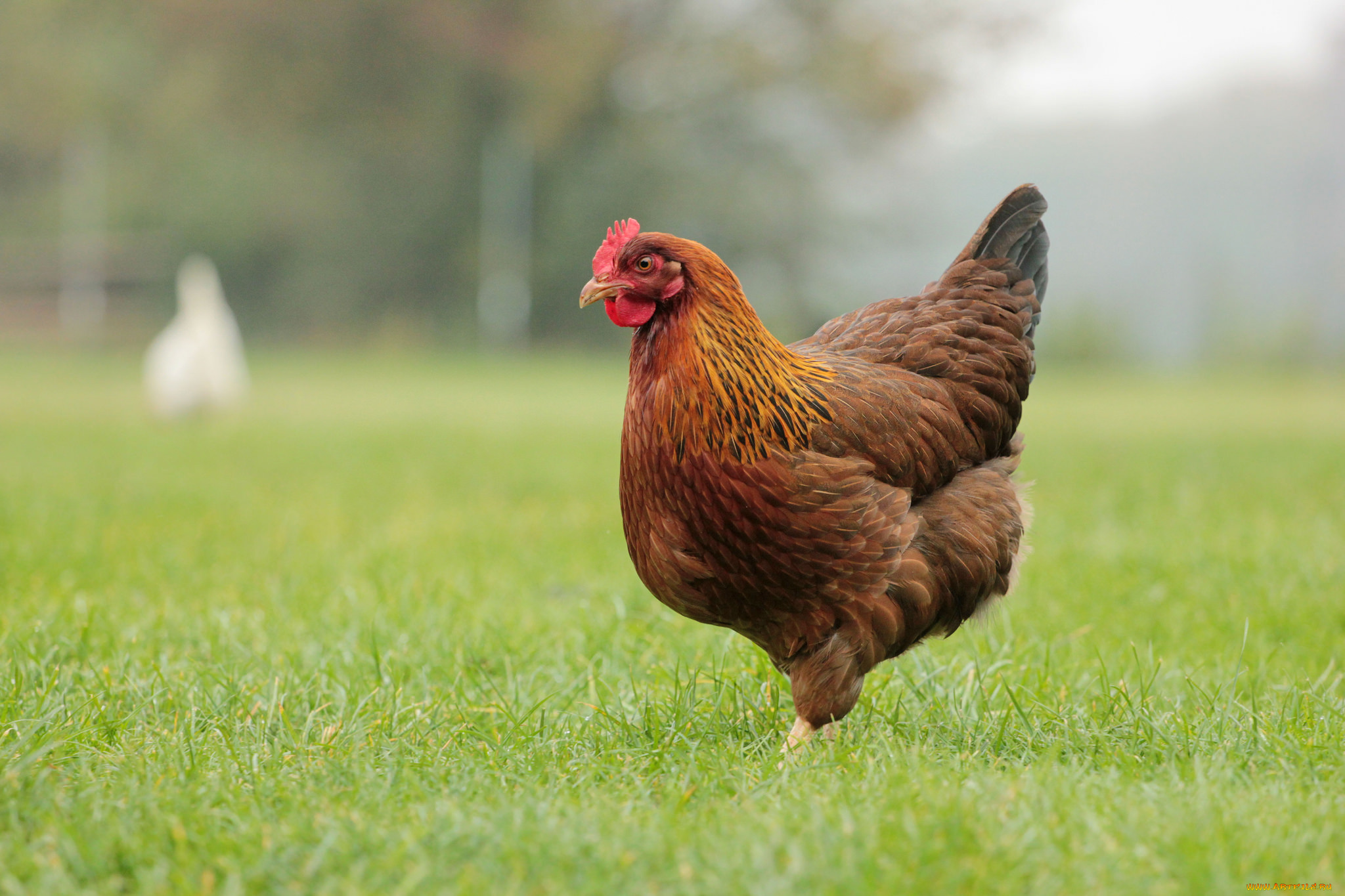 животные, куры, , петухи, курица