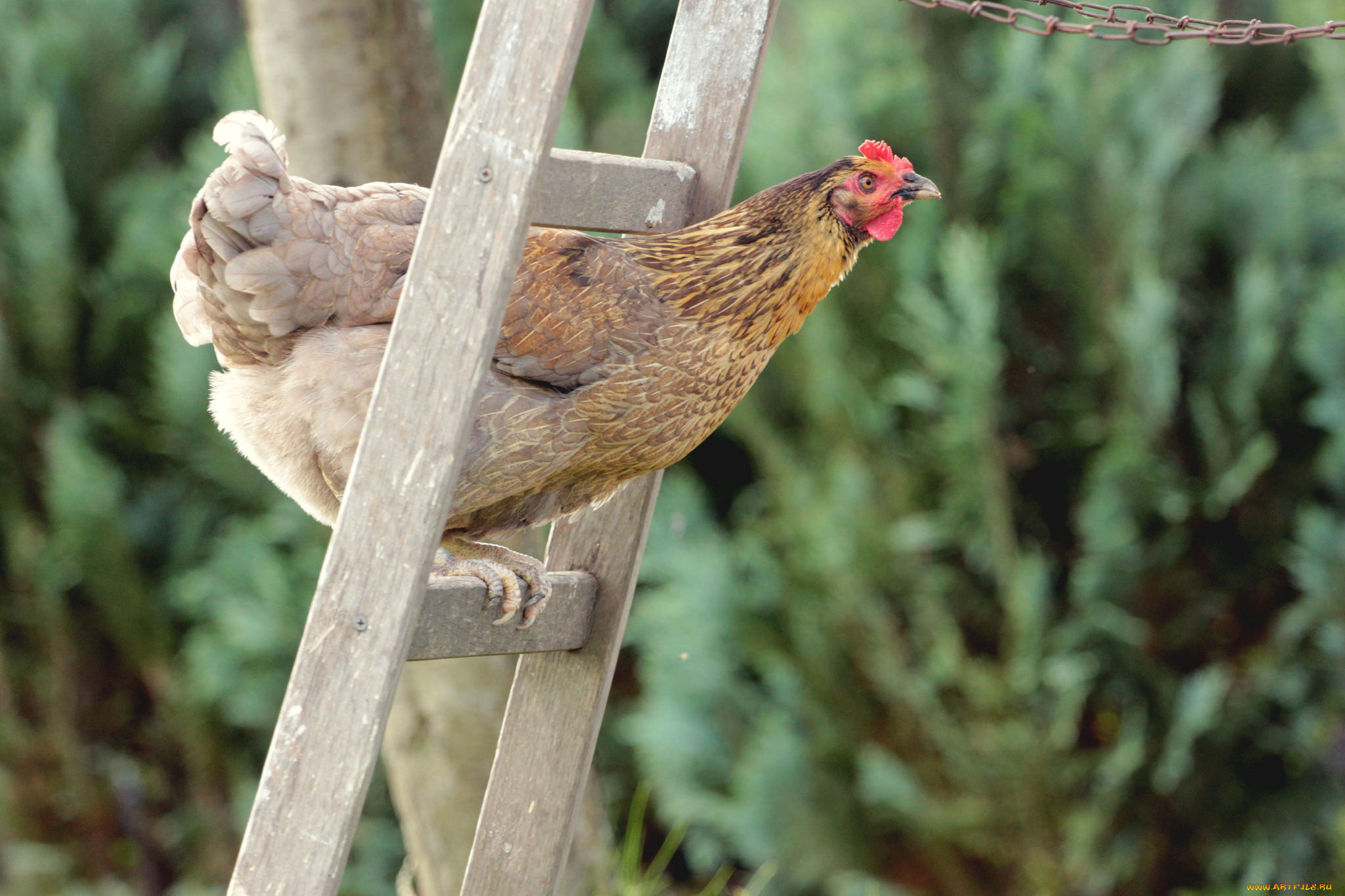 животные, куры, , петухи, лестница, курица