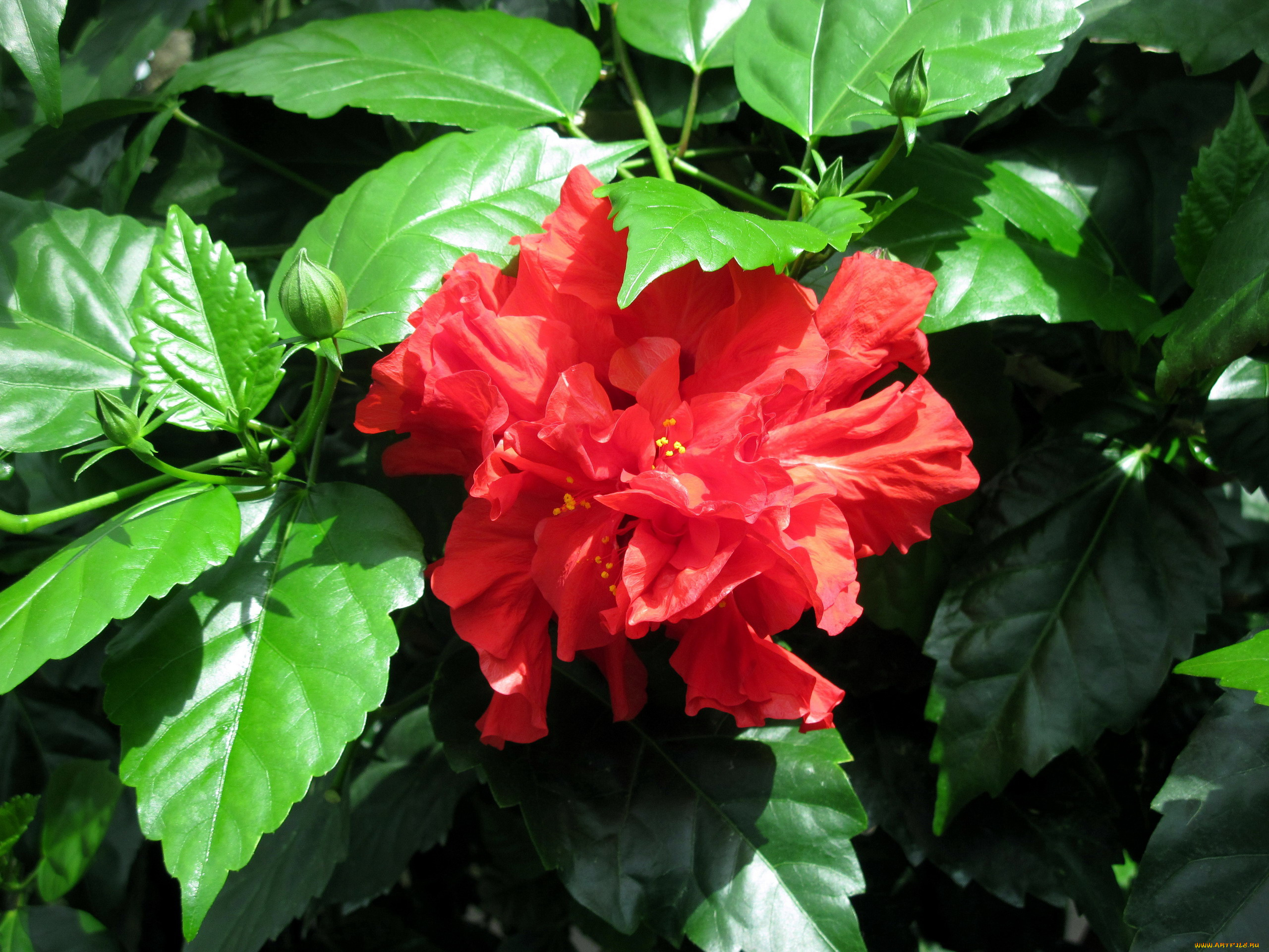 цветы, гибискусы, алый