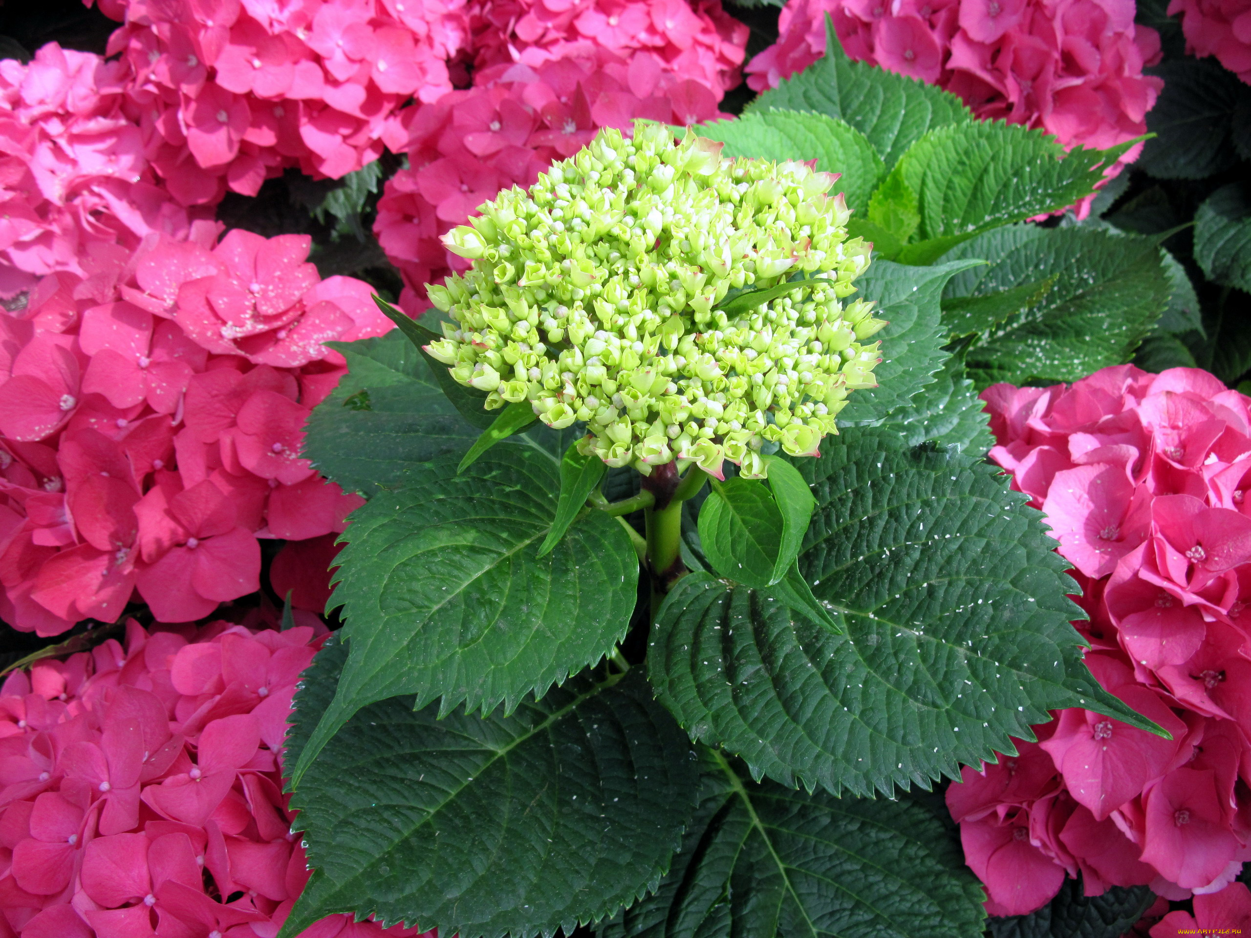цветы, гортензия, розовый, бутоны