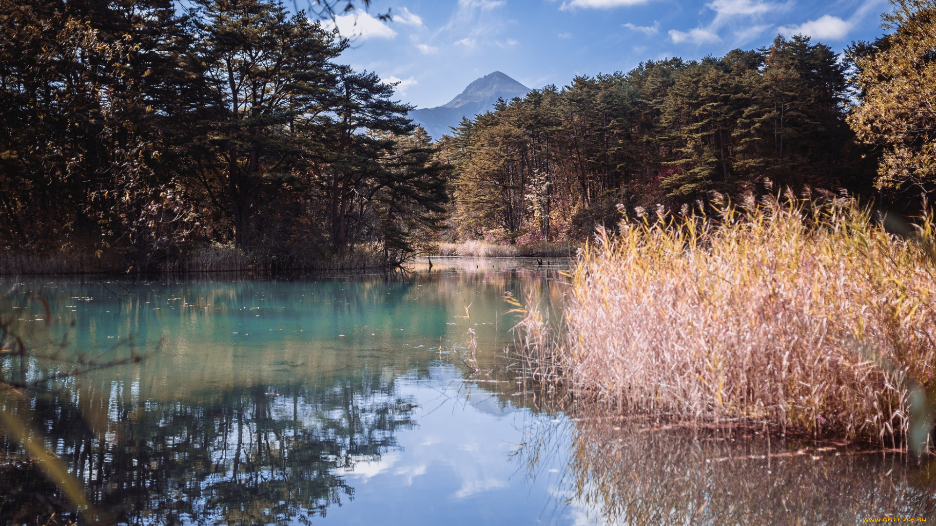 природа, реки, озера, лес, река