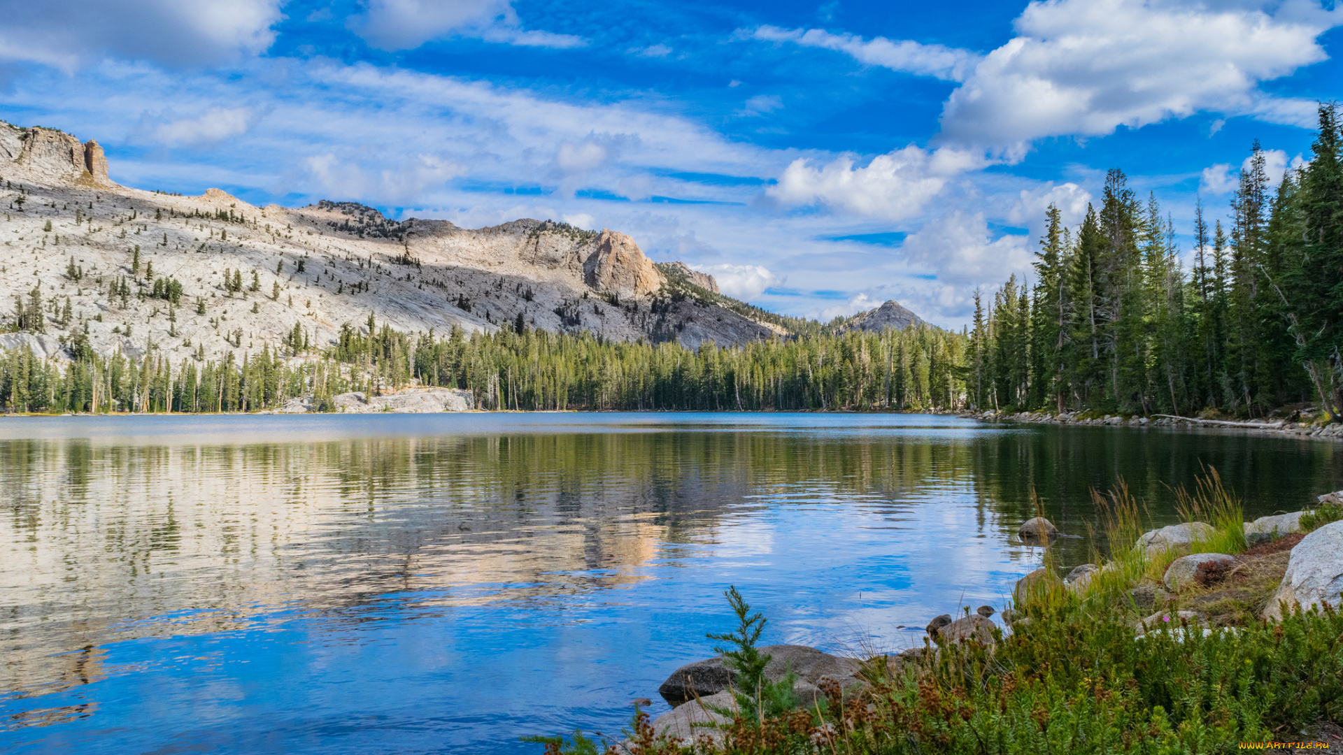 природа, реки, озера, лес, река