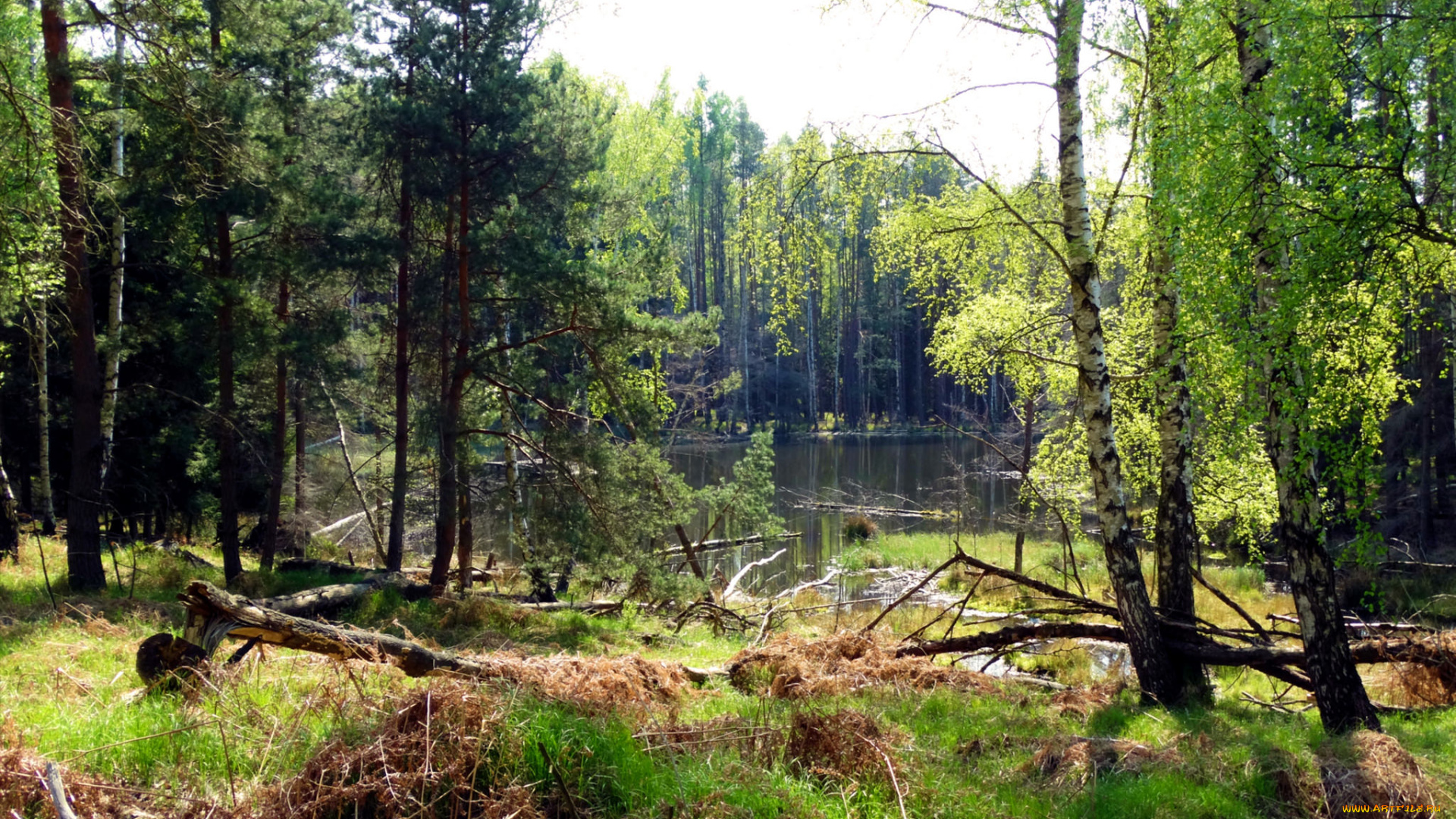 природа, реки, озера, лес, река