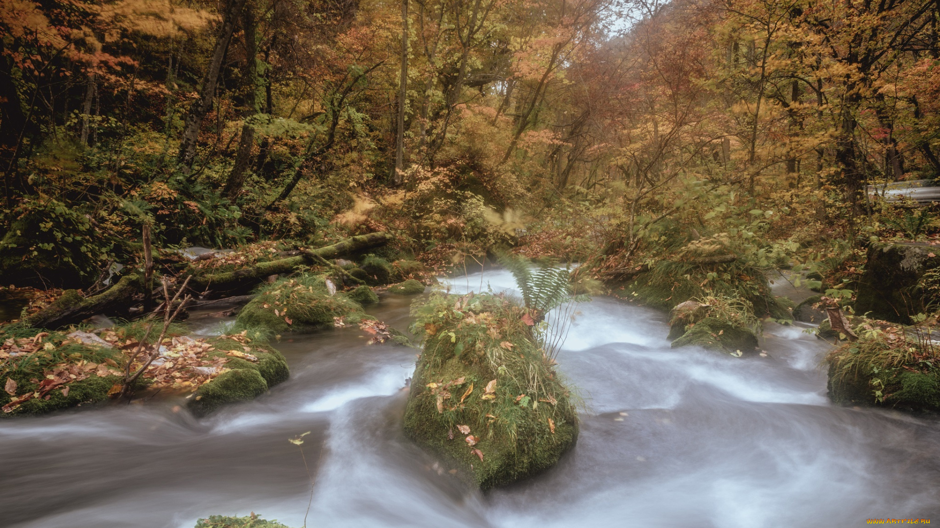 природа, реки, озера, лес, река