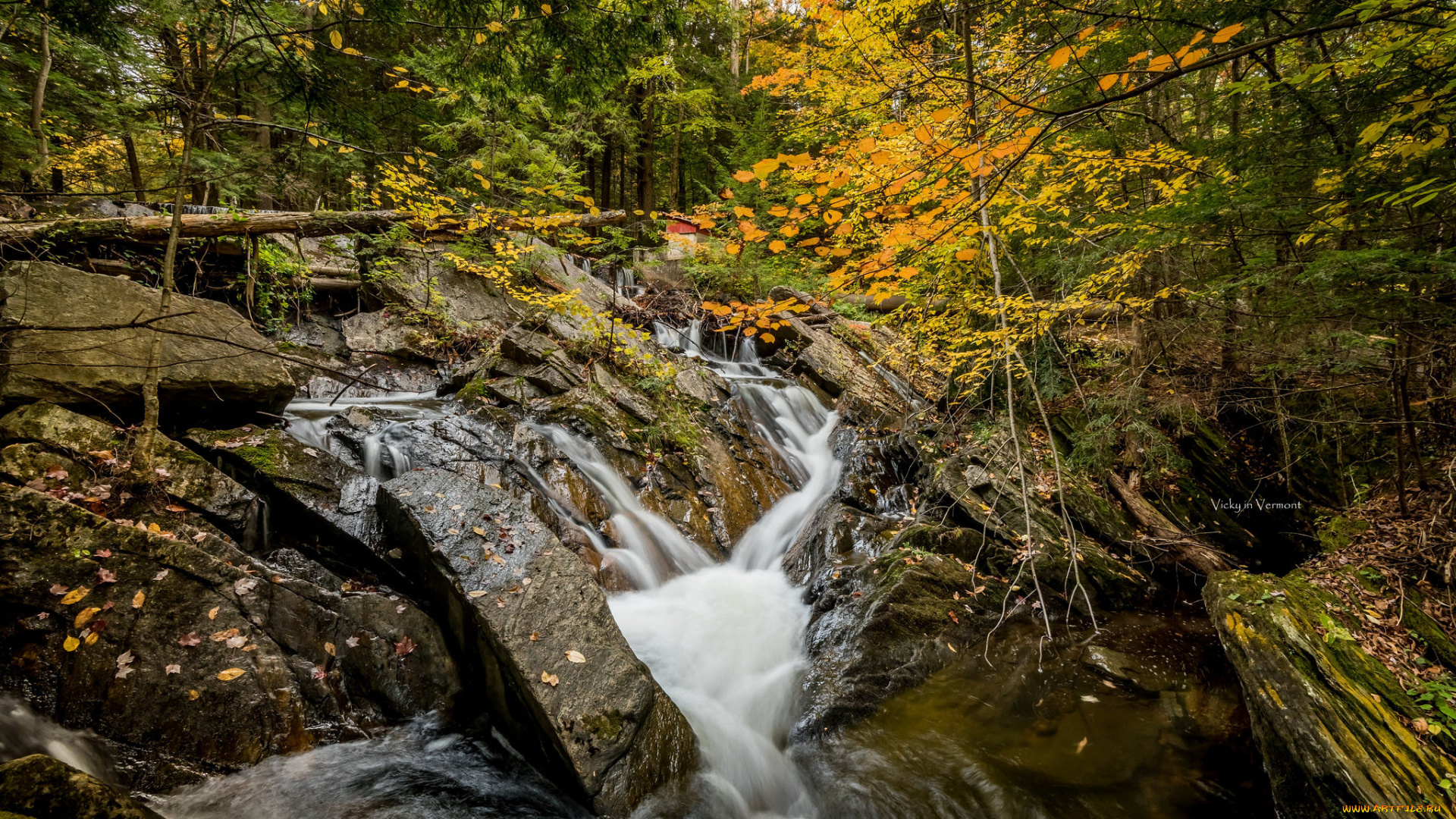 природа, реки, озера, лес, река