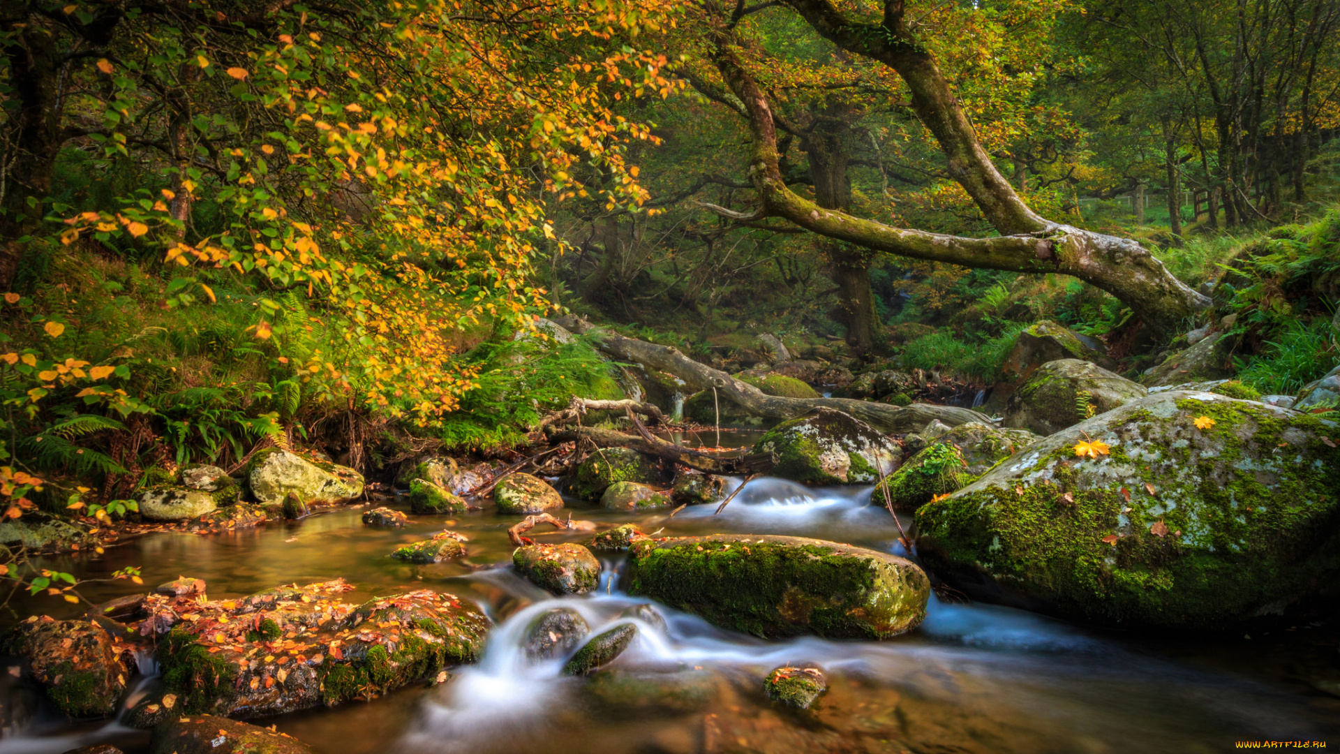 природа, реки, озера, лес, река