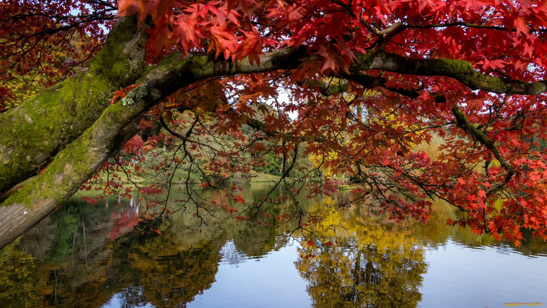 природа, реки, озера, лес, река