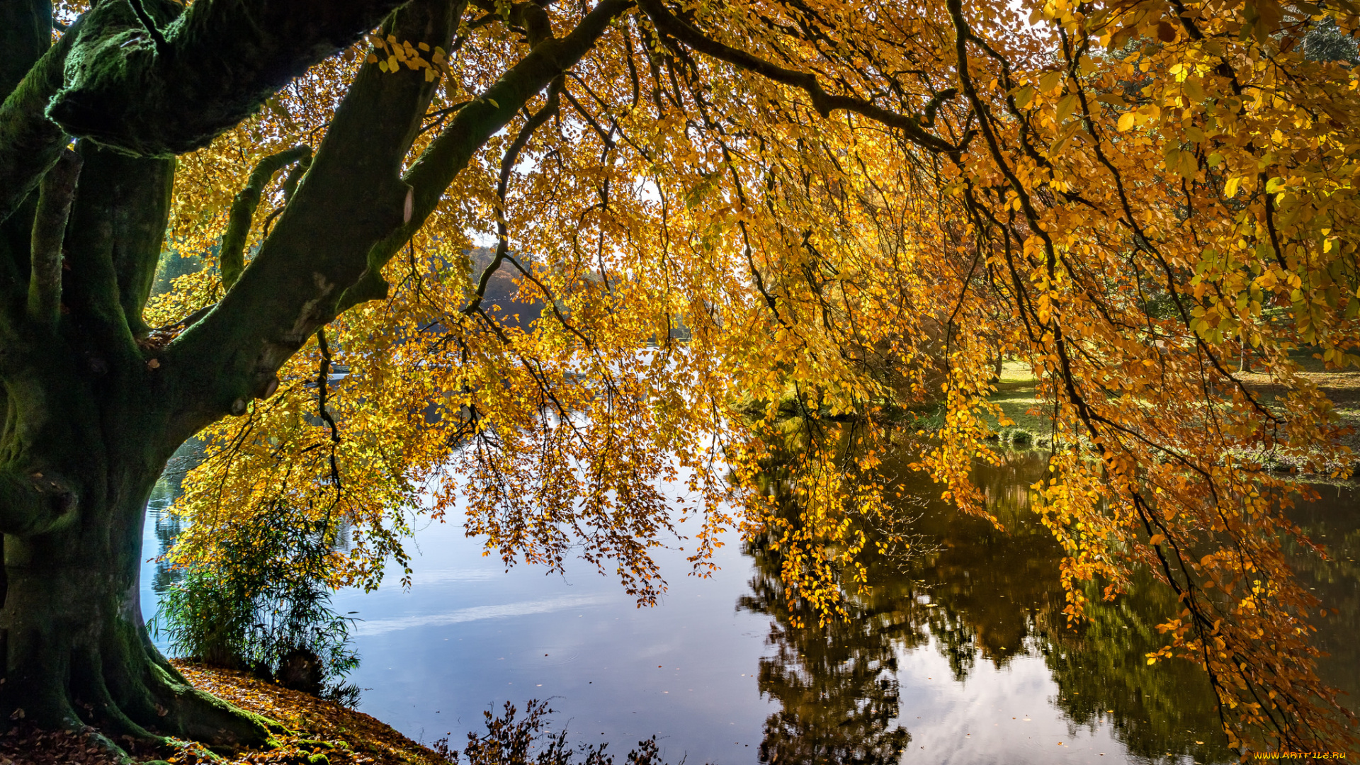 природа, реки, озера, лес, река