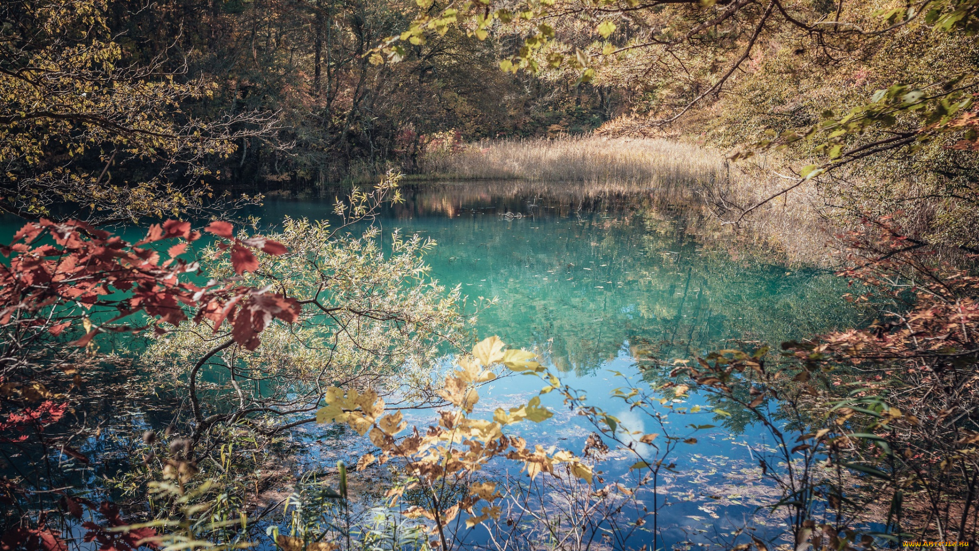 природа, реки, озера, река, лес