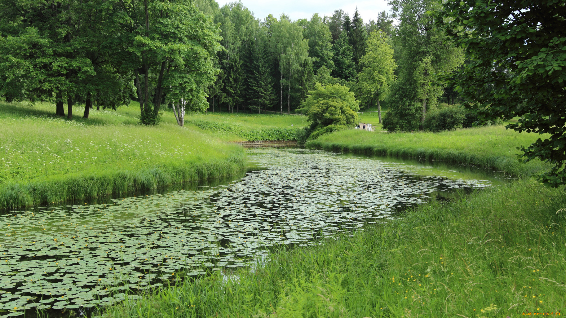 природа, реки, озера, река, лес