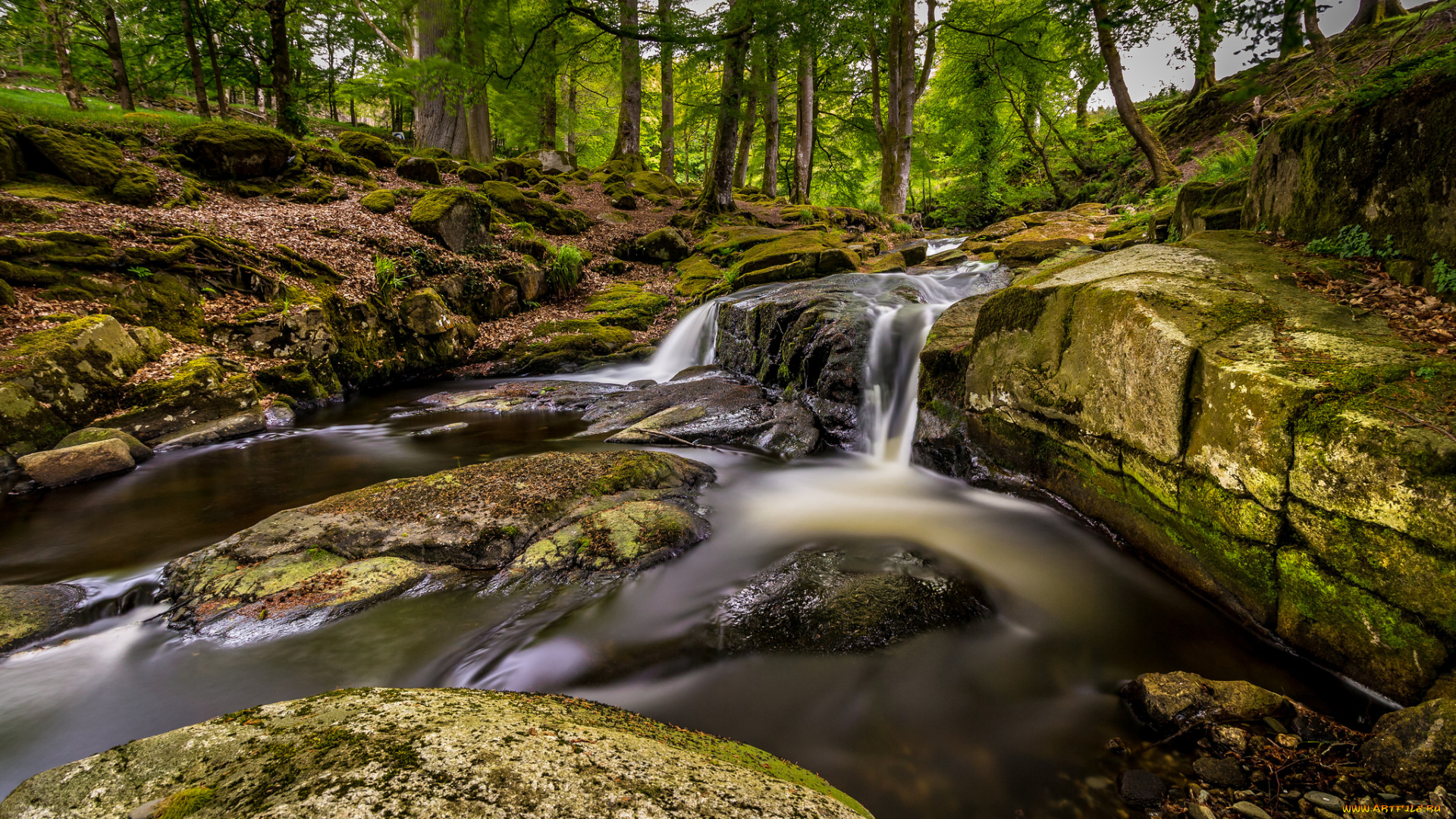 природа, реки, озера, река, лес