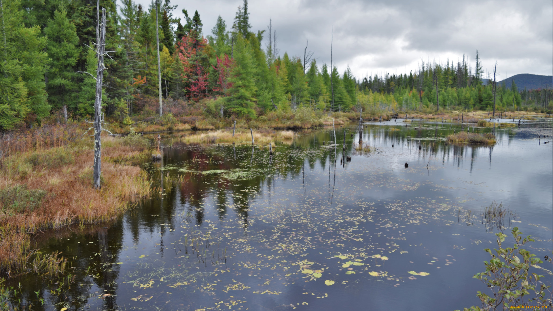 природа, реки, озера, река, лес