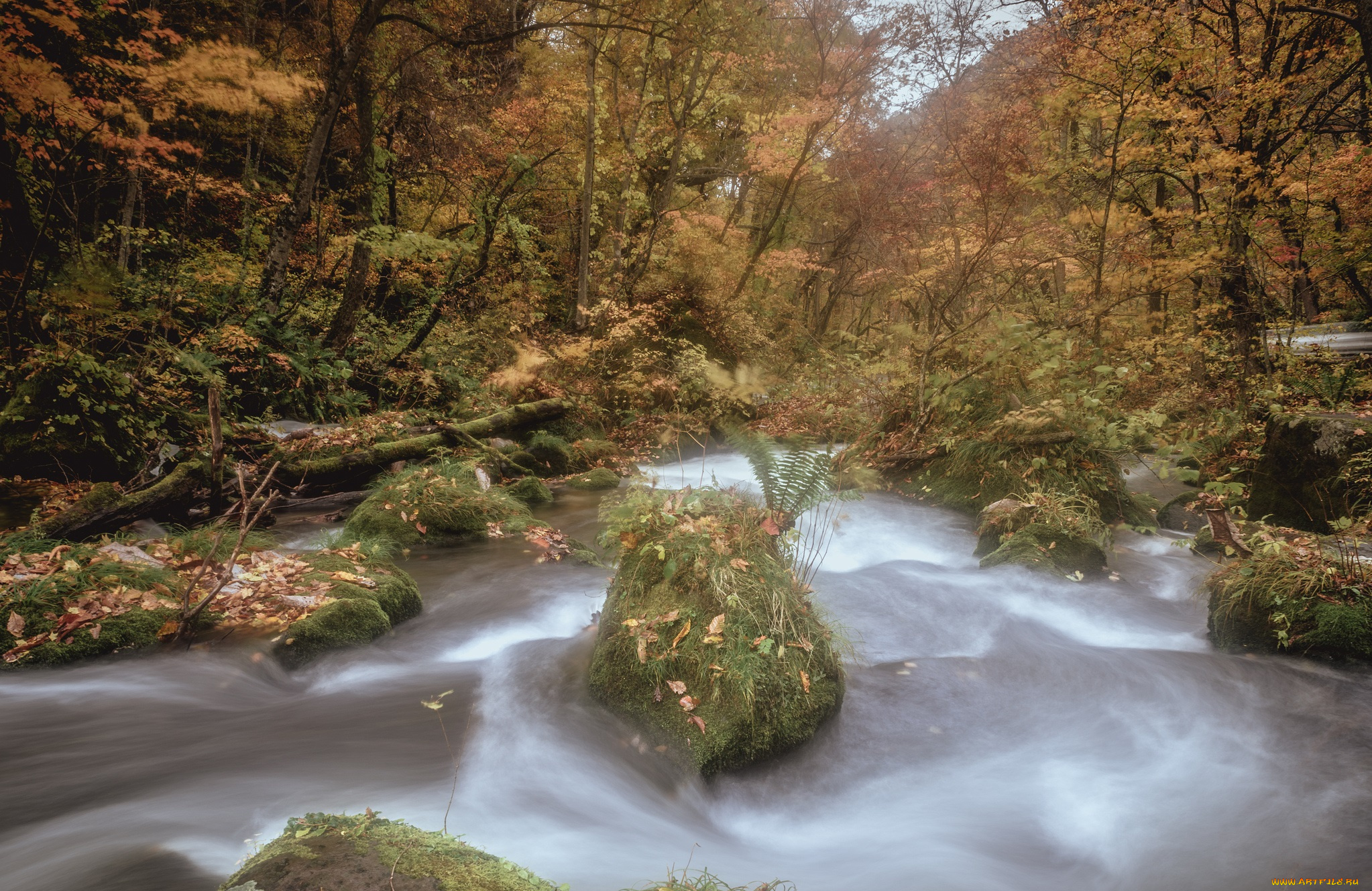 природа, реки, озера, лес, река