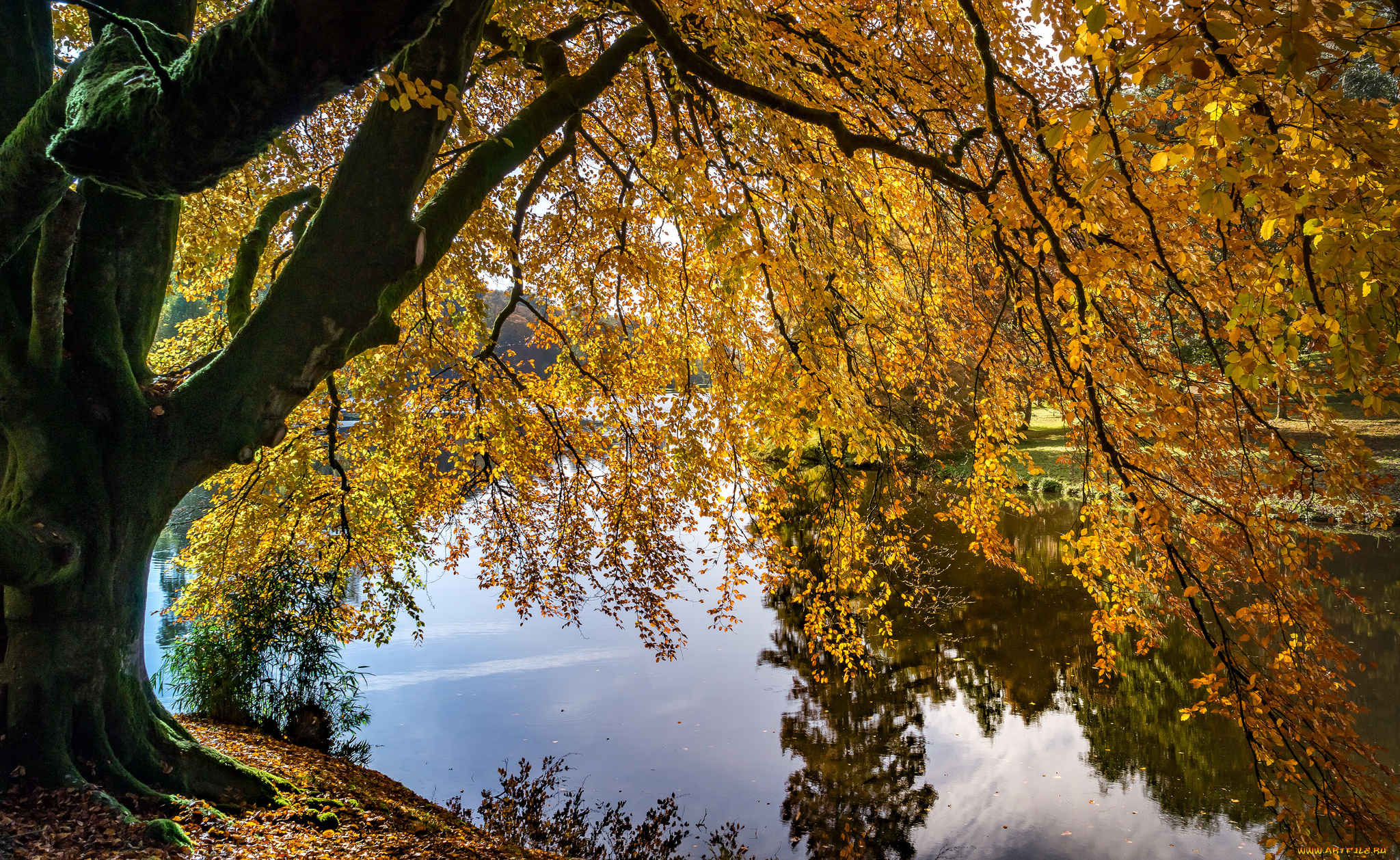 природа, реки, озера, лес, река