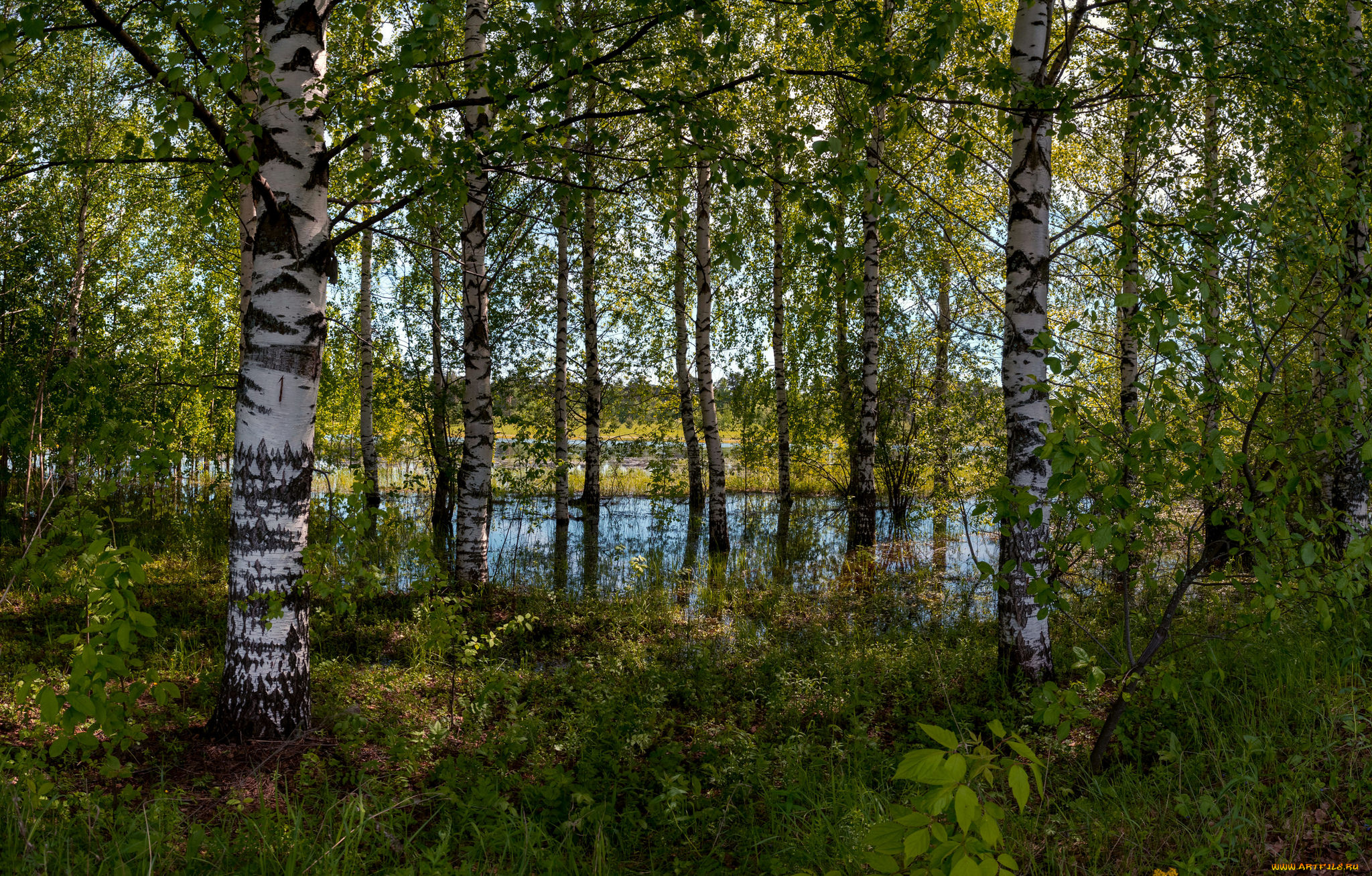 природа, реки, озера, река, лес