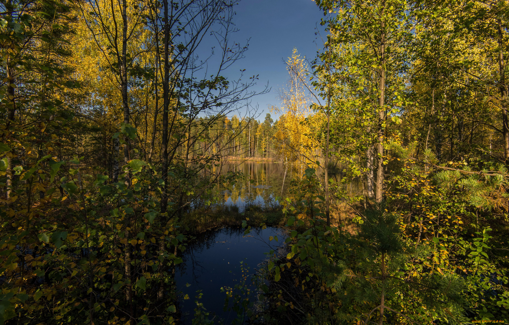 природа, реки, озера, река, лес