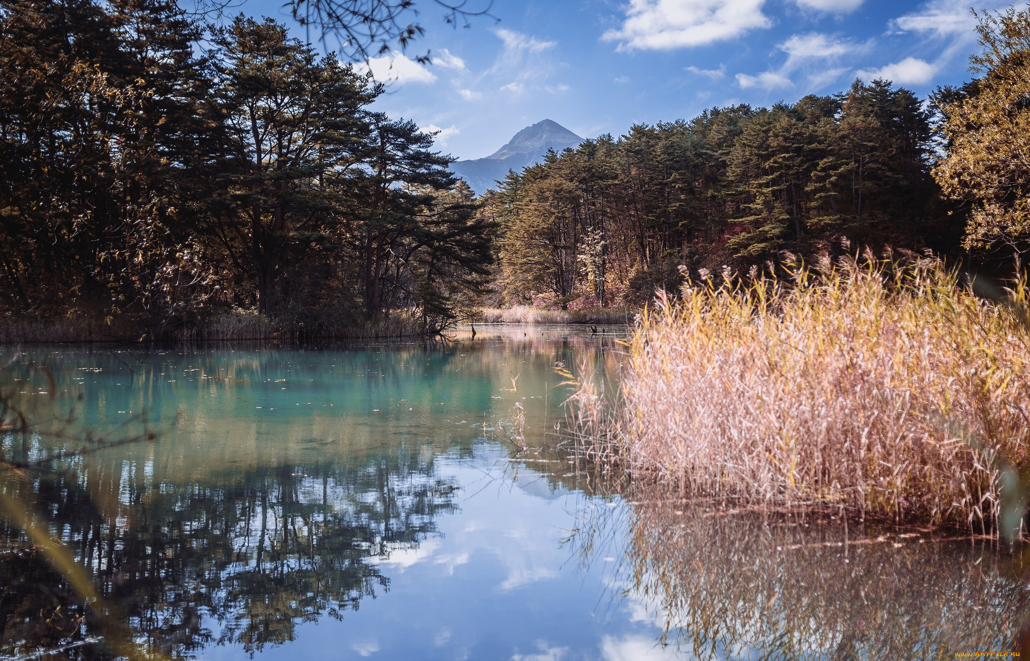 природа, реки, озера, лес, река