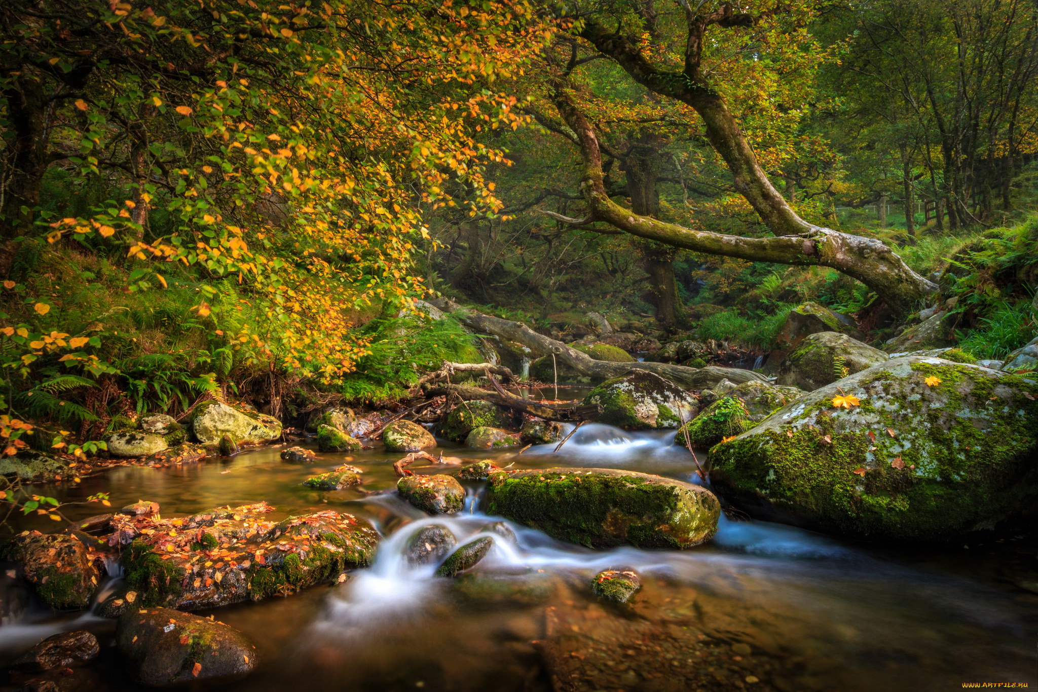 природа, реки, озера, лес, река