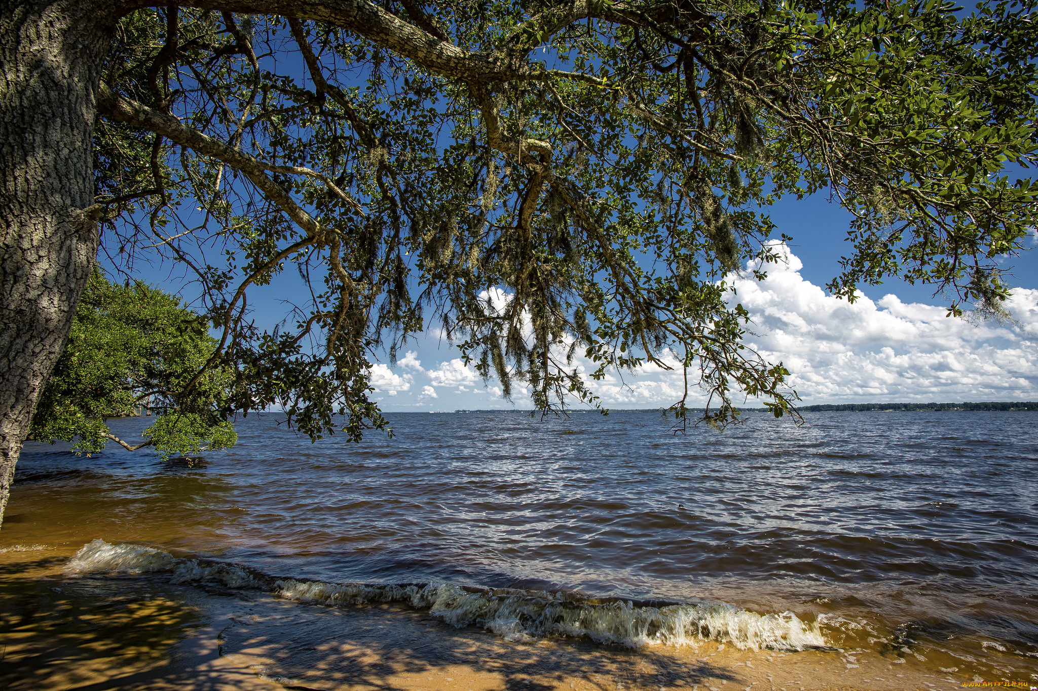 природа, реки, озера, река, лес